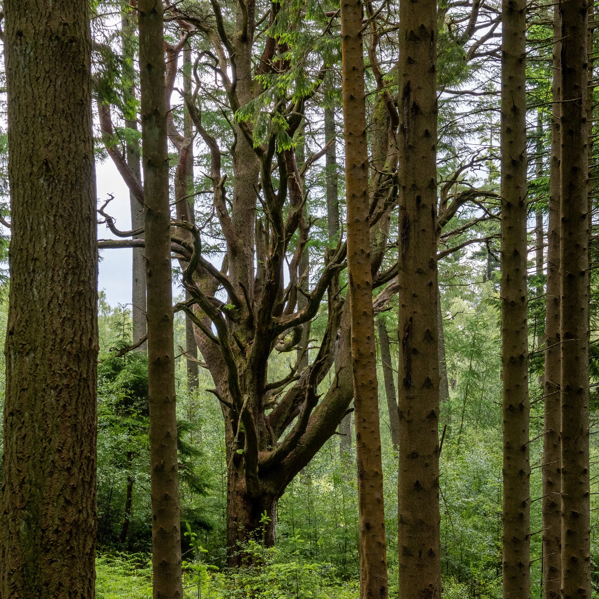 schottland-0485.jpg