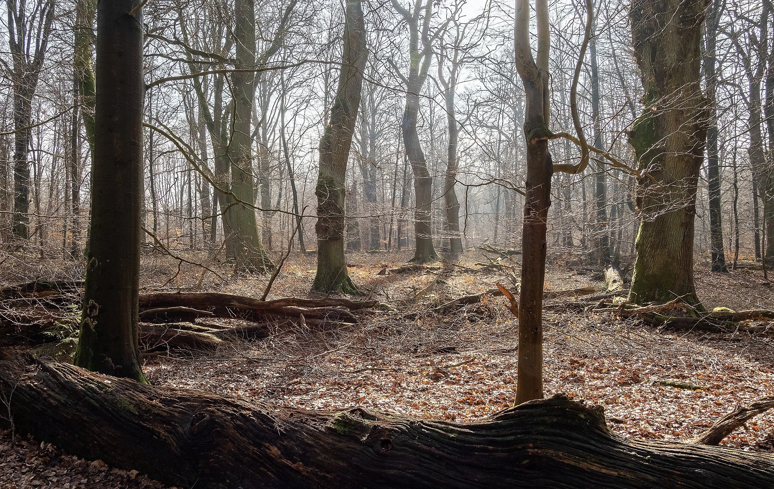 ots-urwald-sababurg-feb-2025-008.jpg