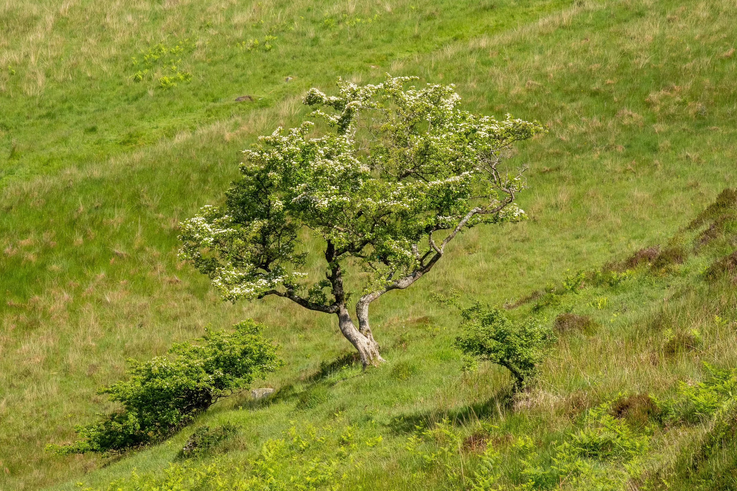 schottland-0529.jpg