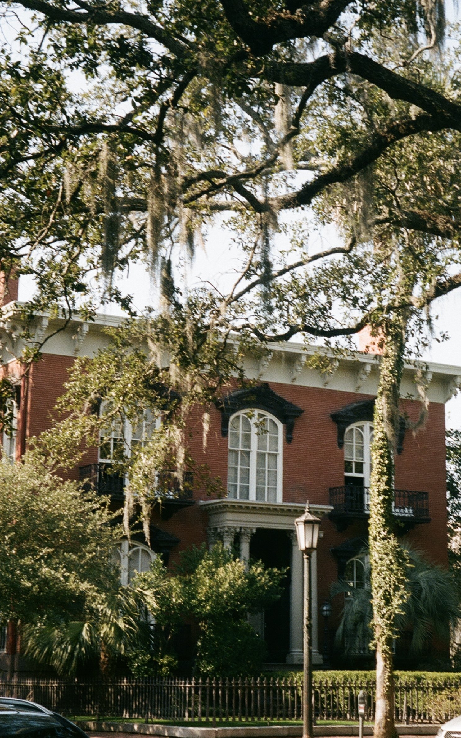 savannah