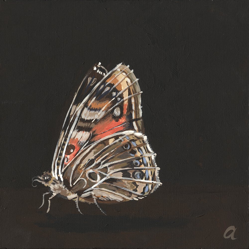 butterfly I 