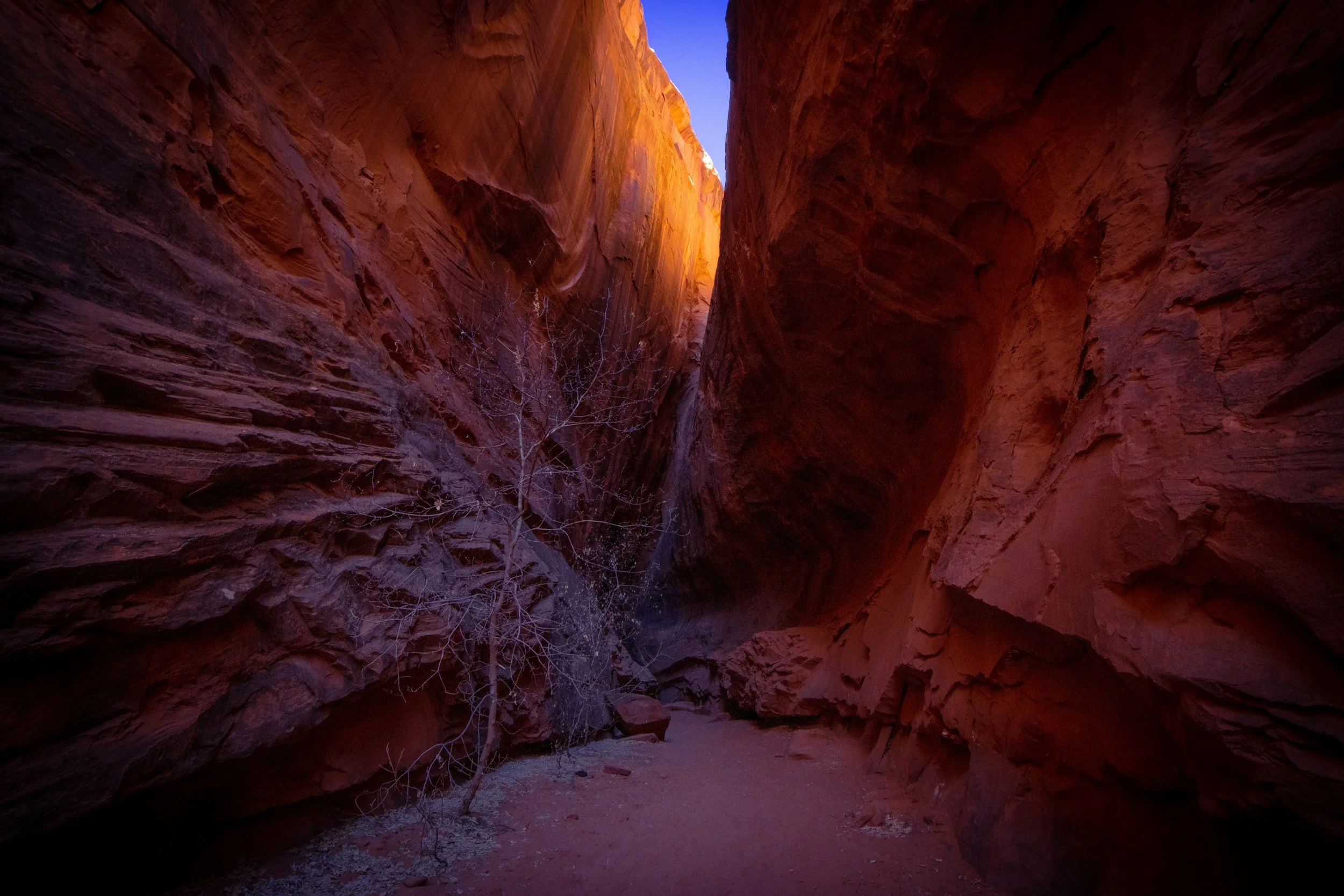A deep slot canyon with red rock walls and a dry, dusty floor. There is a leafless tree growing inside the canyon and a sliver of sky is visible at the top.
