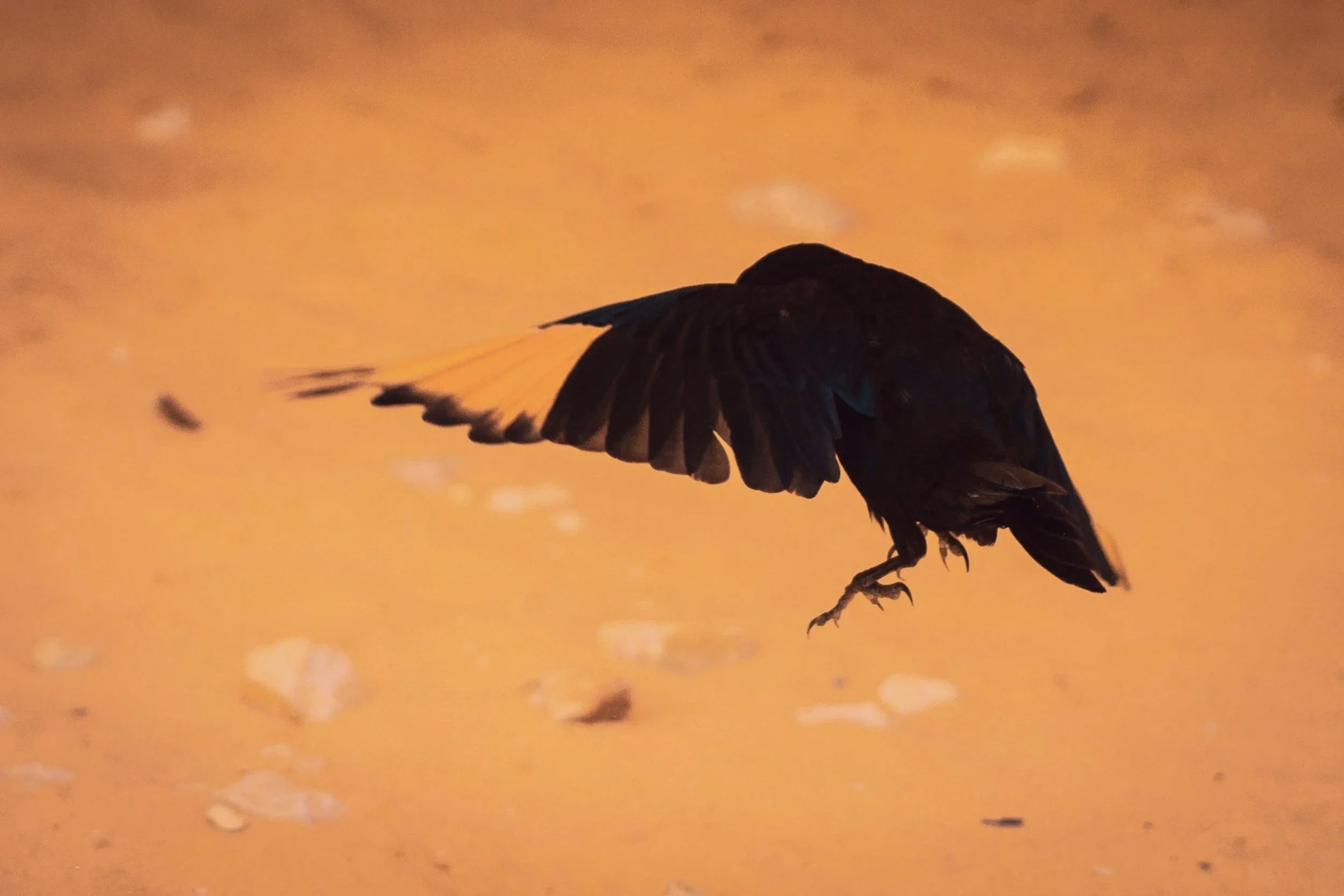 The Intelligence of Death Anxiety