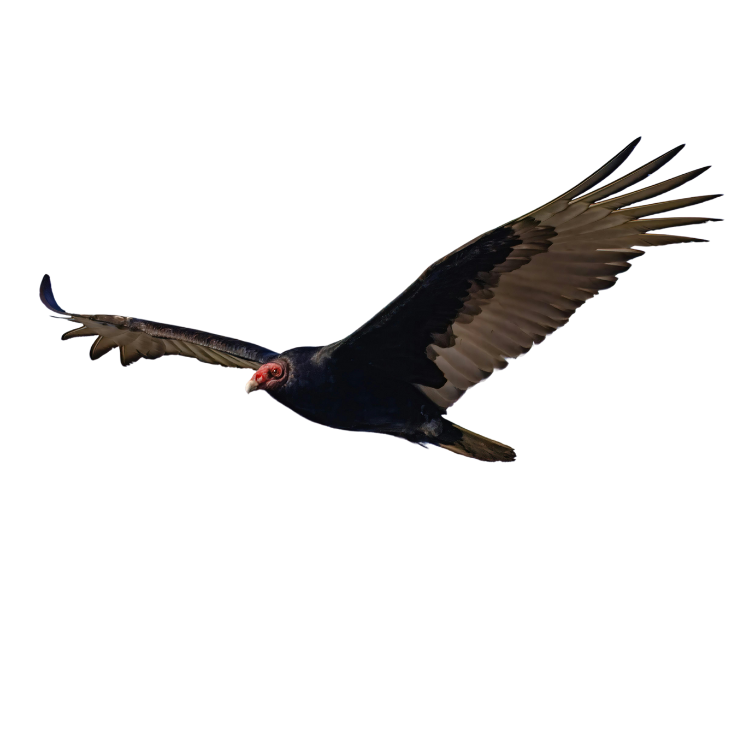 A digitally rendered image of a bird flying with a fish in its beak, black background.