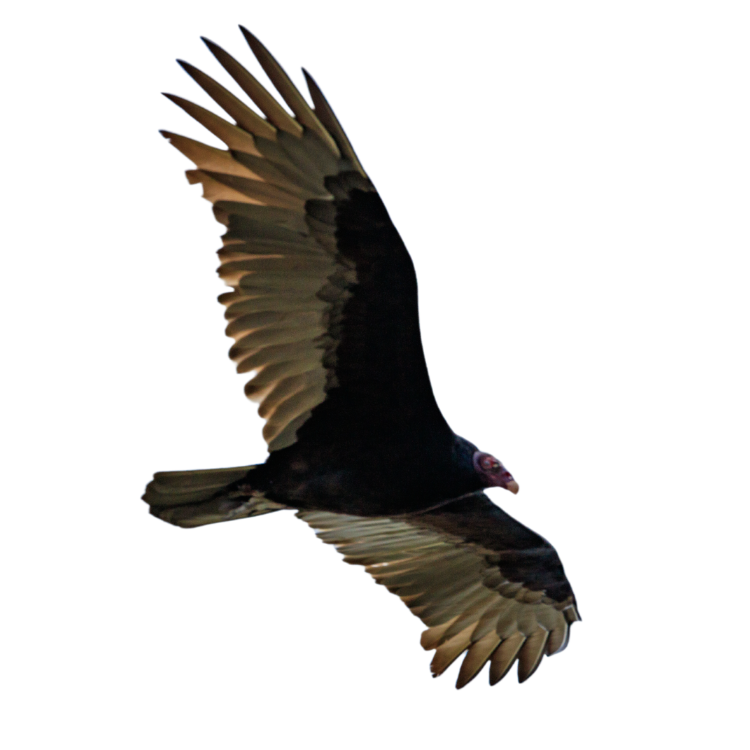 A bird of prey with wide wings is flying against a black background.