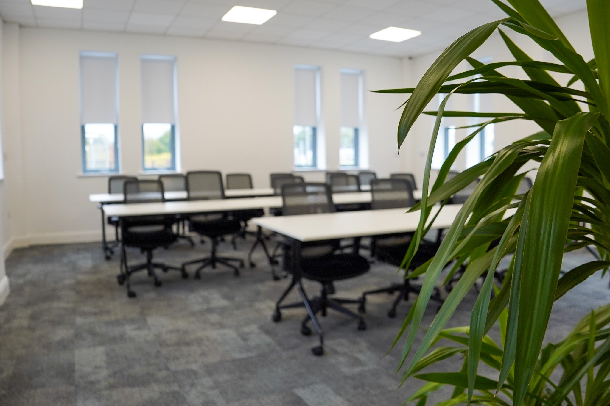 Empty conference room with white tables, black chairs, three windows, gray carpet, and green plant in foreground.