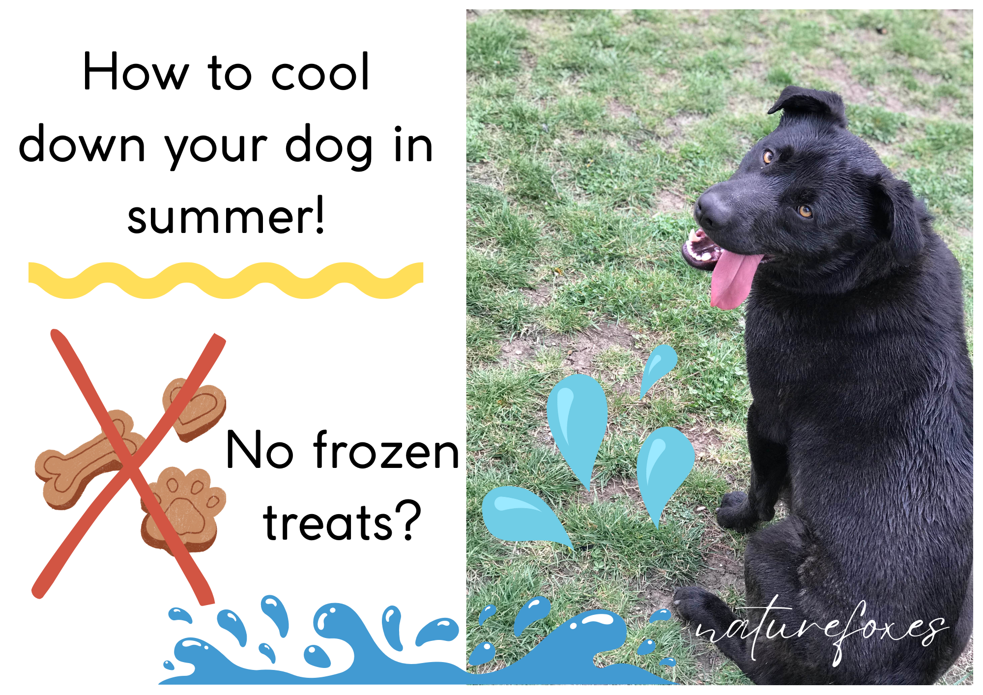 How to cool down your dog in summer! What to do when it’s super hot outside