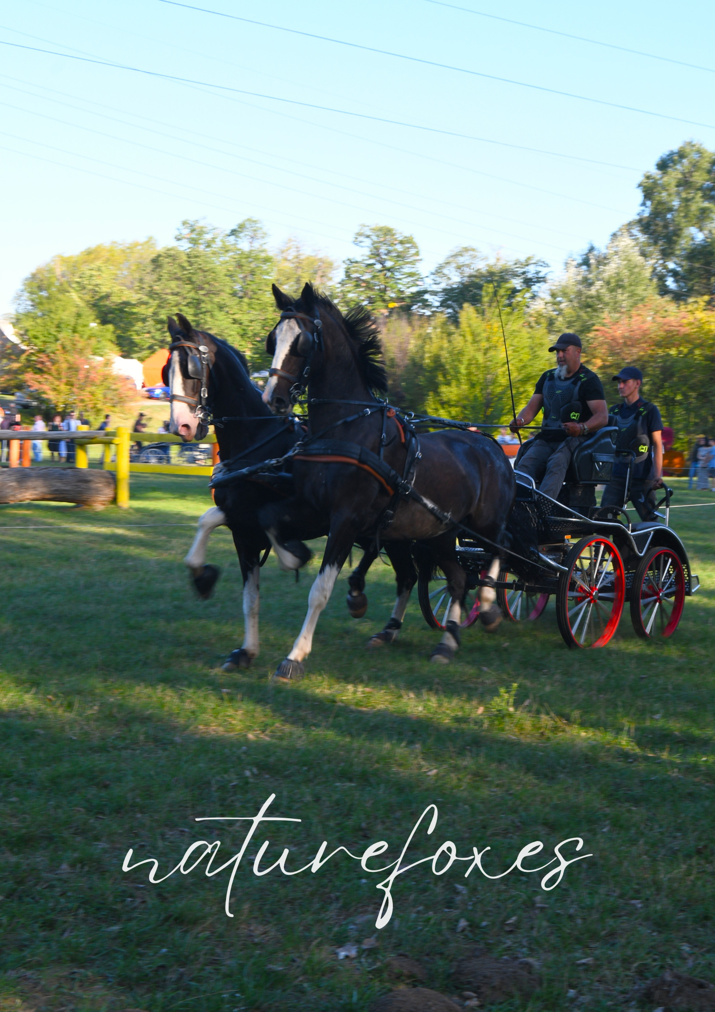 My Equine Photography experiences! Horse shows and at home horses!