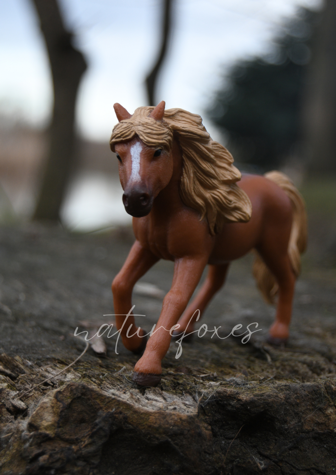 Come with me to Take Model Horse Pictures!