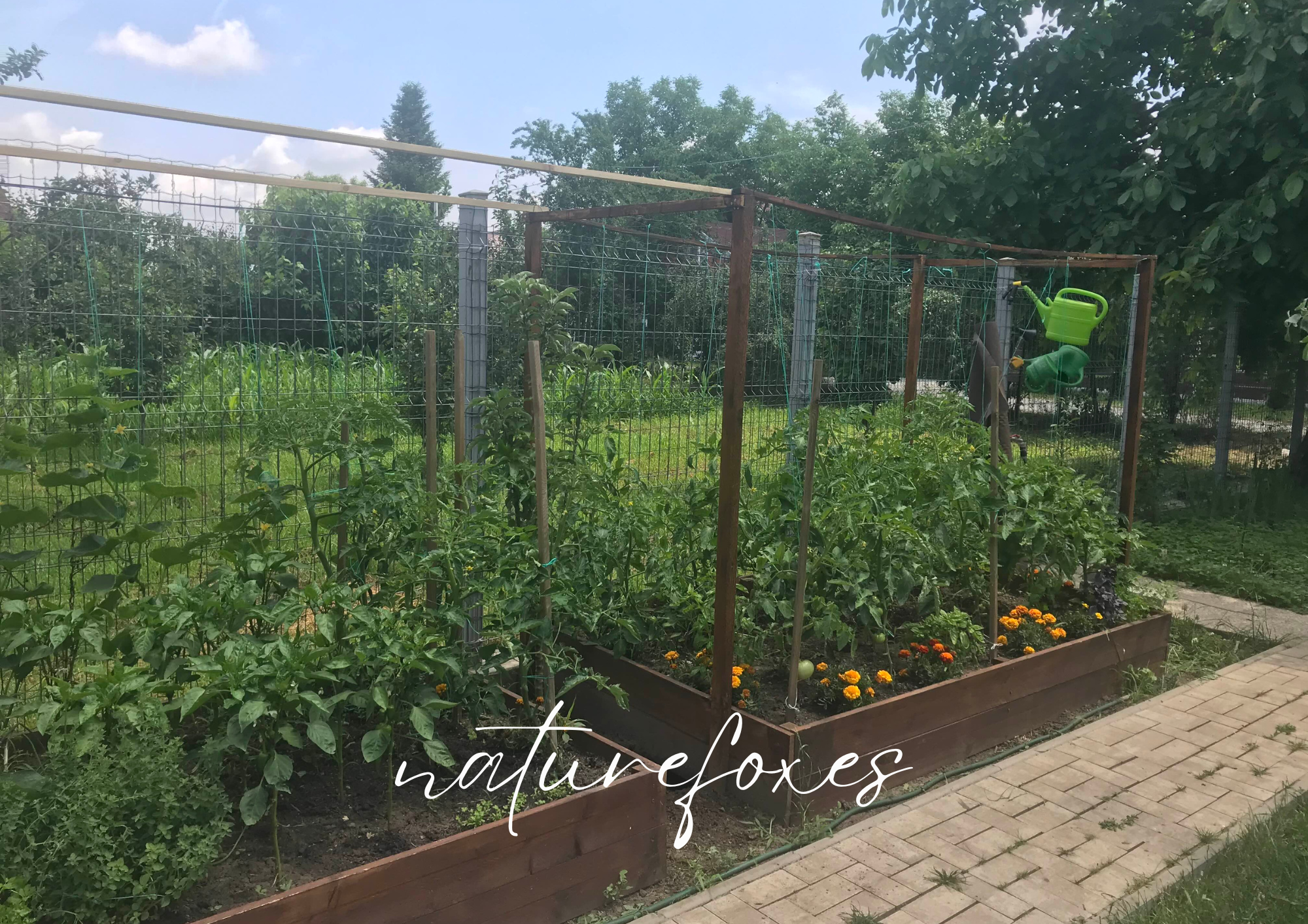 Companion Plants! A list of plants that thrive planted together!