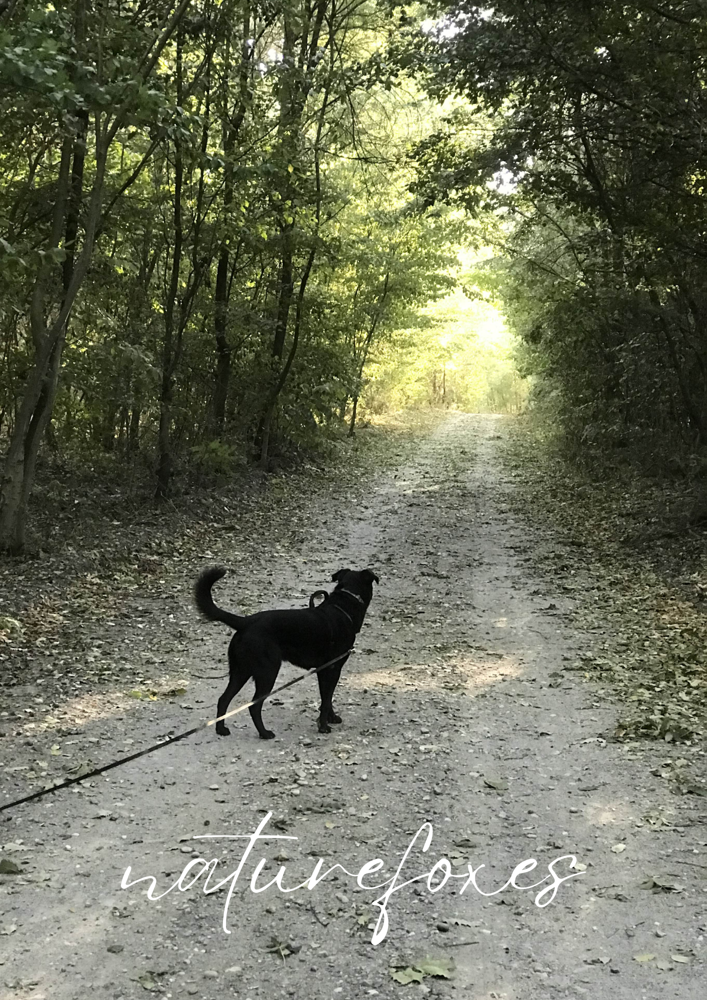 Spend a Weekend In My Life! Model horse artist weekend, horse girl, nature walks