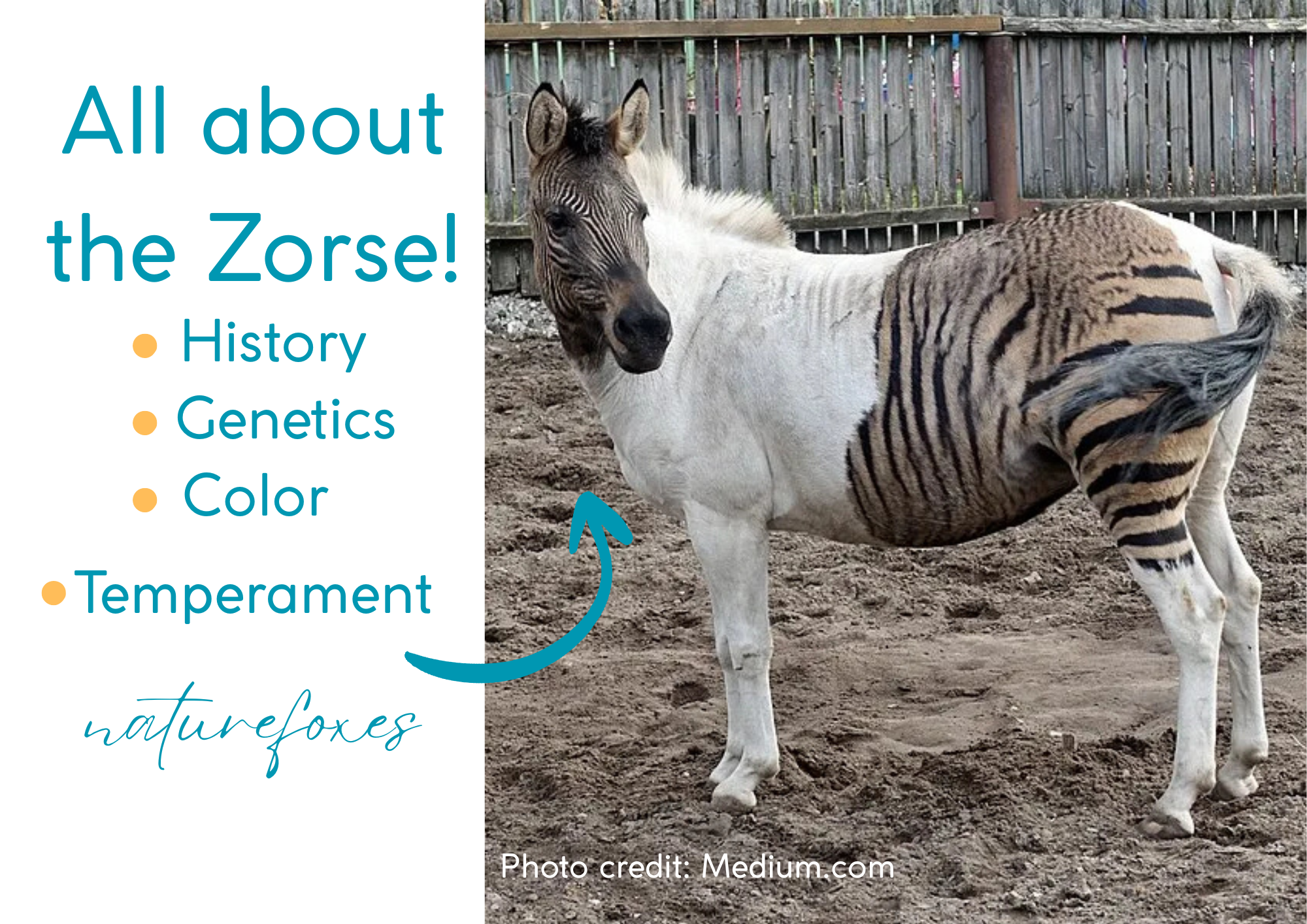 Horse or Zorse? Breed feature: Zorse
