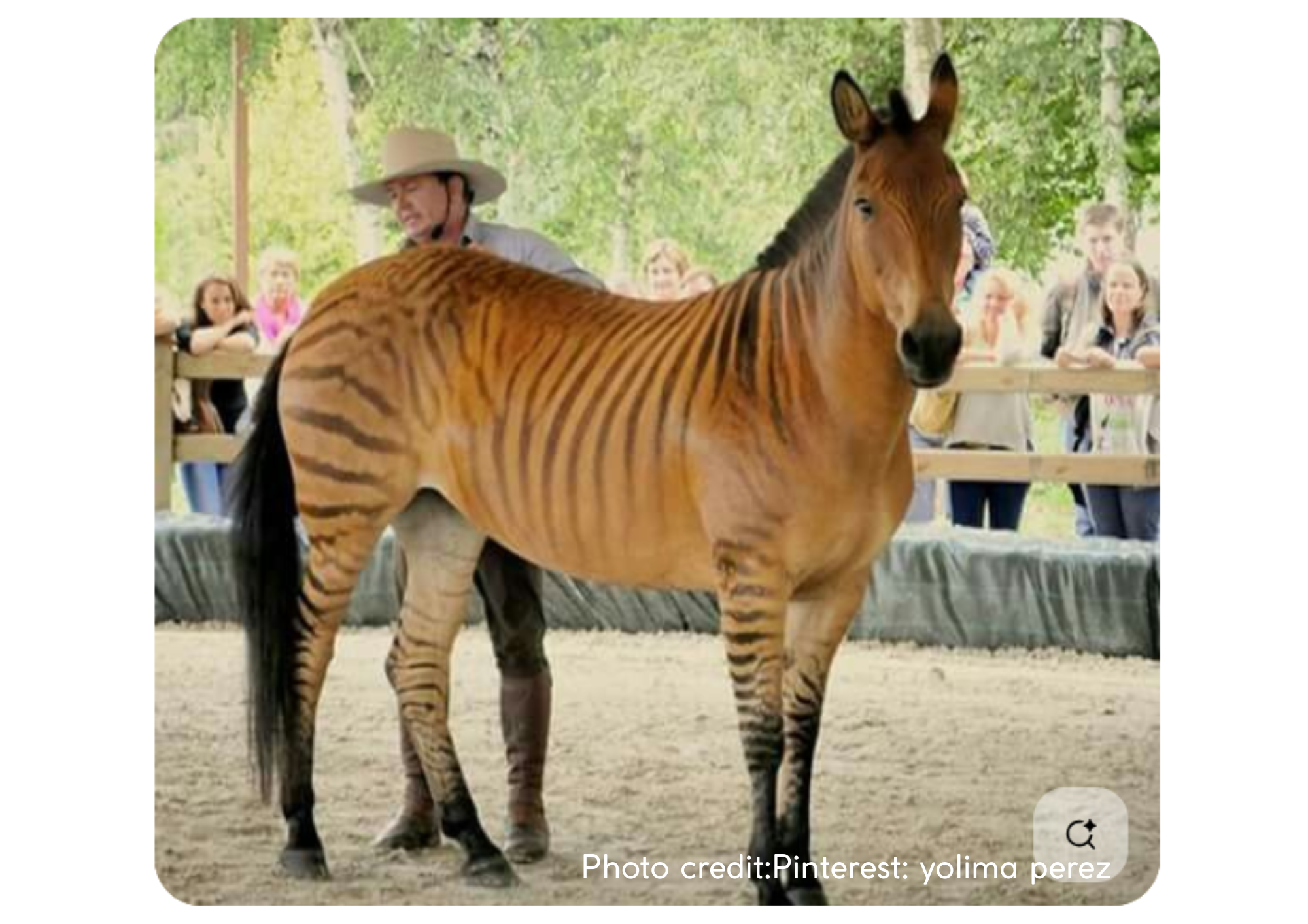 naturefoxes(17) correct credit.png