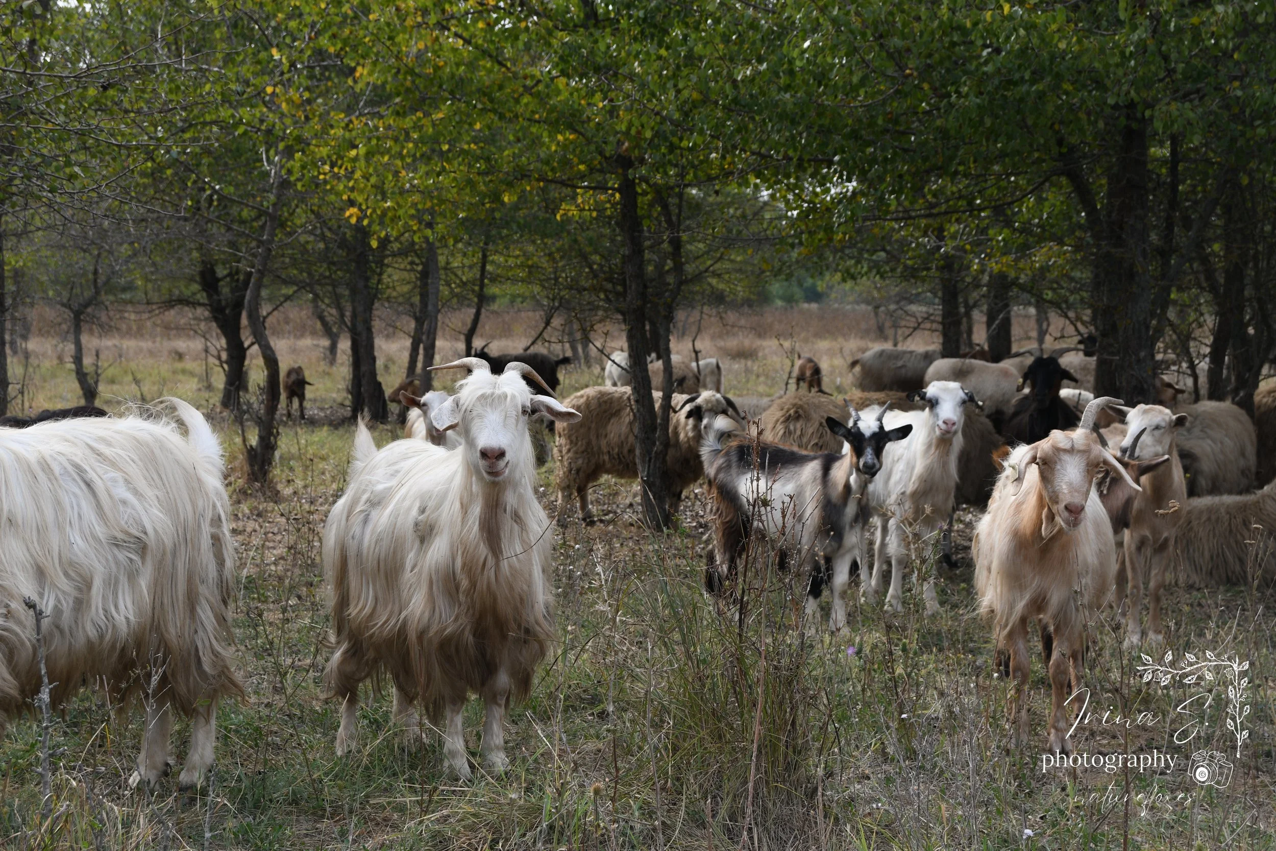 I’m a goat photographer now?! Artistic Photography trip, Goat photographs