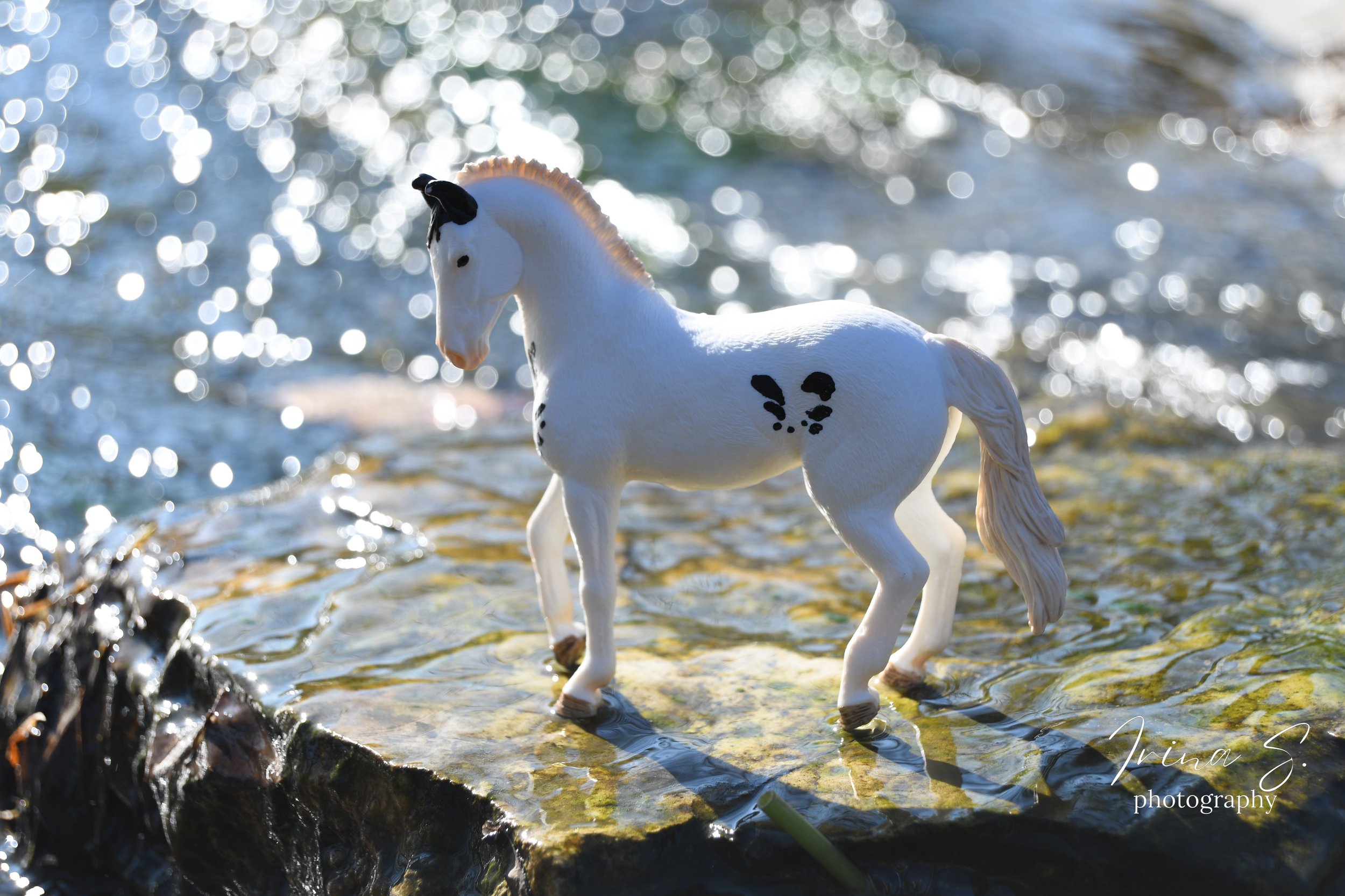 These pictures are too good to be true! Model Horse Photography Trip!