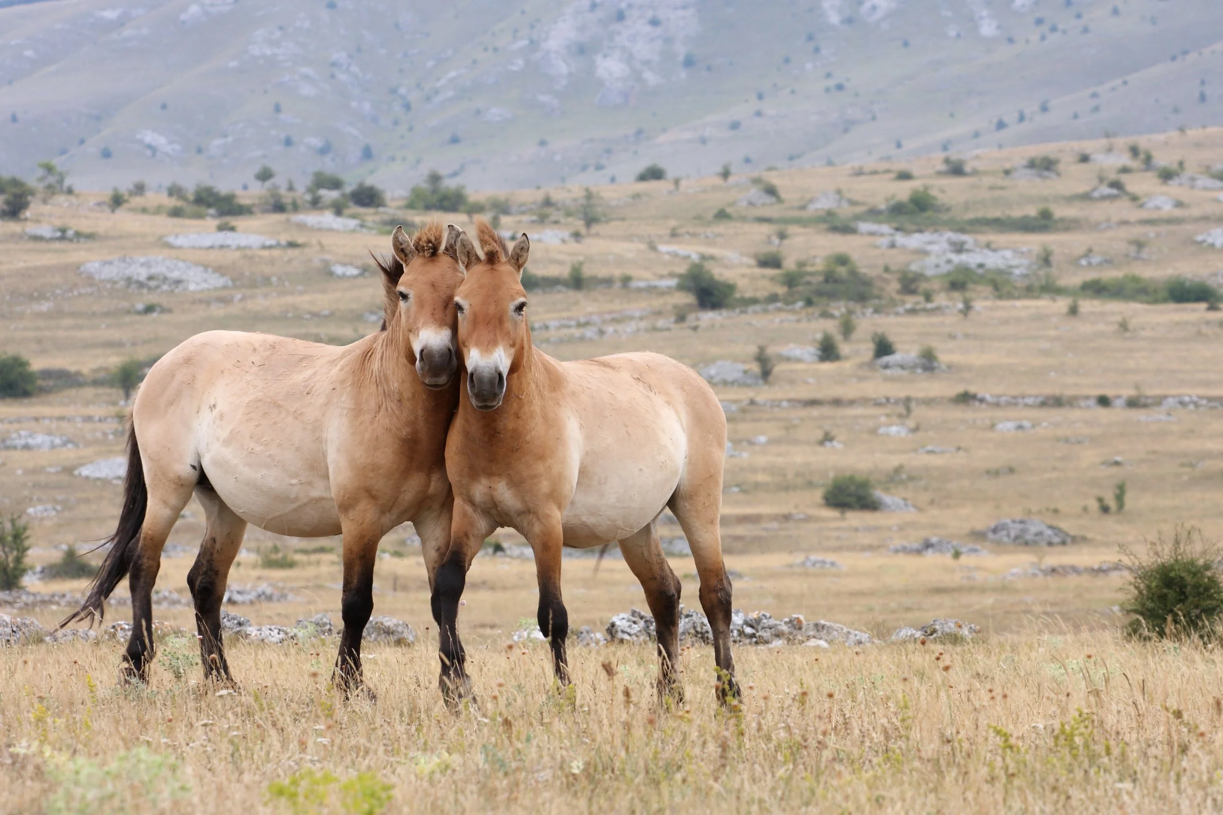 —Pngtree—majestic przewalski horse grazing on_18092463.jpg