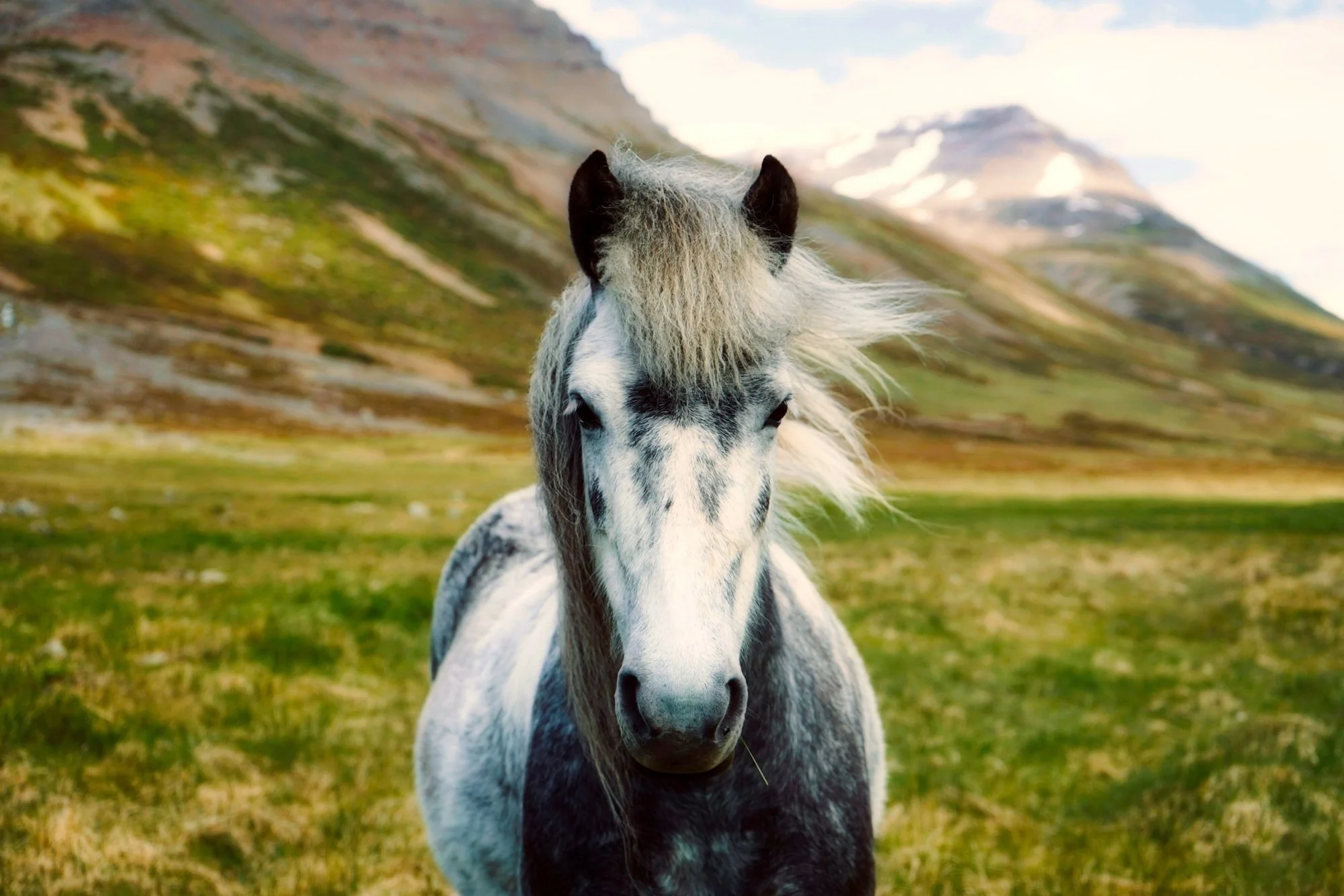 How Much do Horses Really Know About Us?