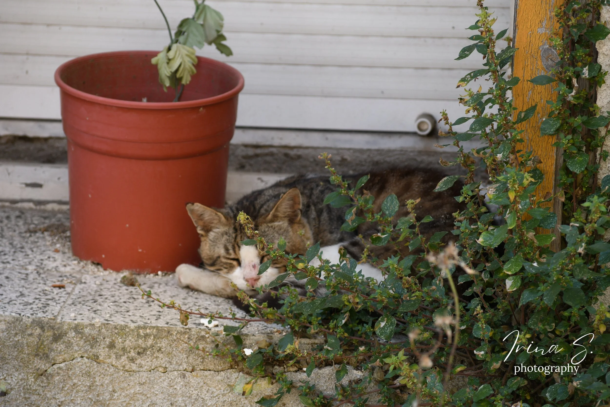 DSC_9717.jpg