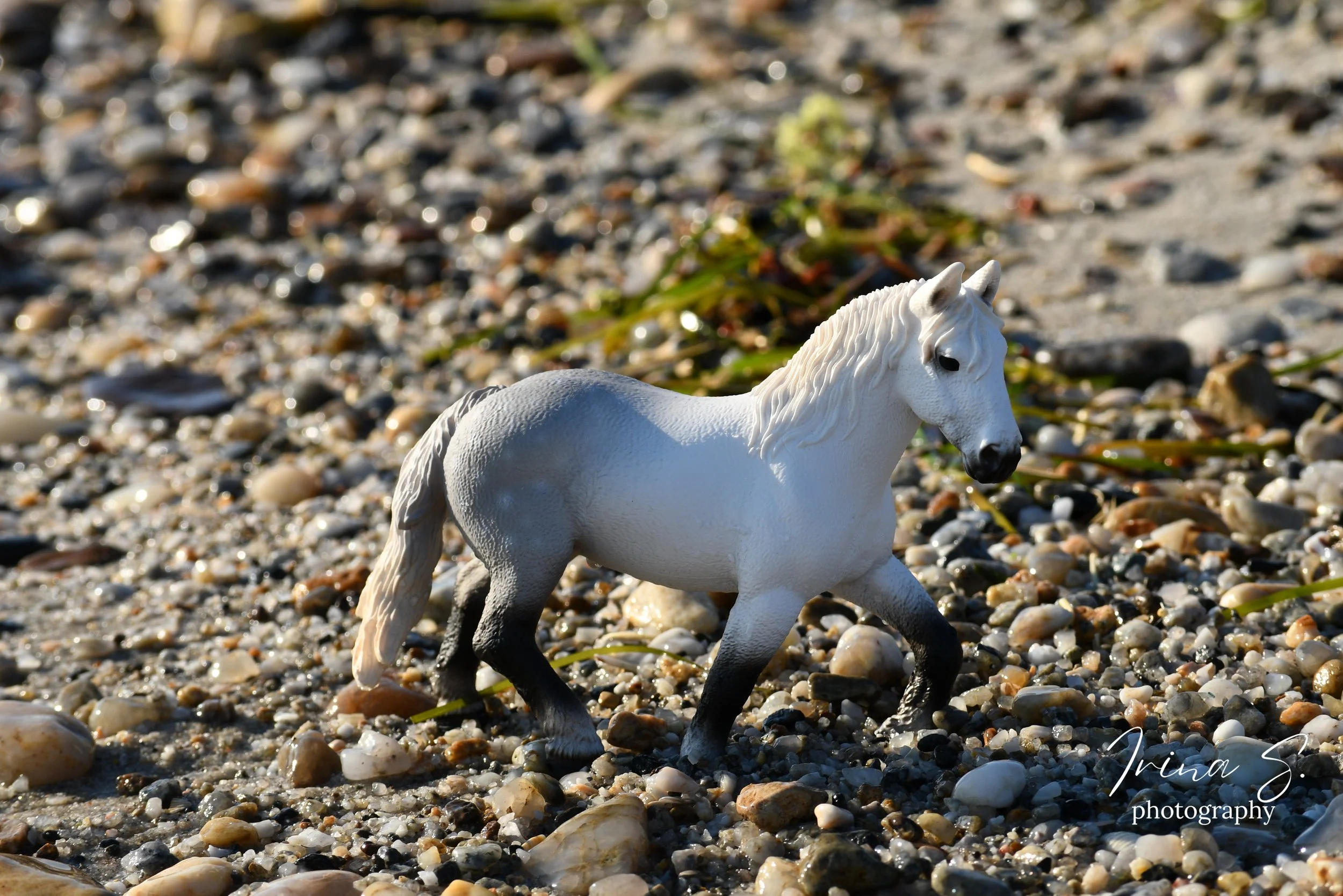 DSC_9528.jpg