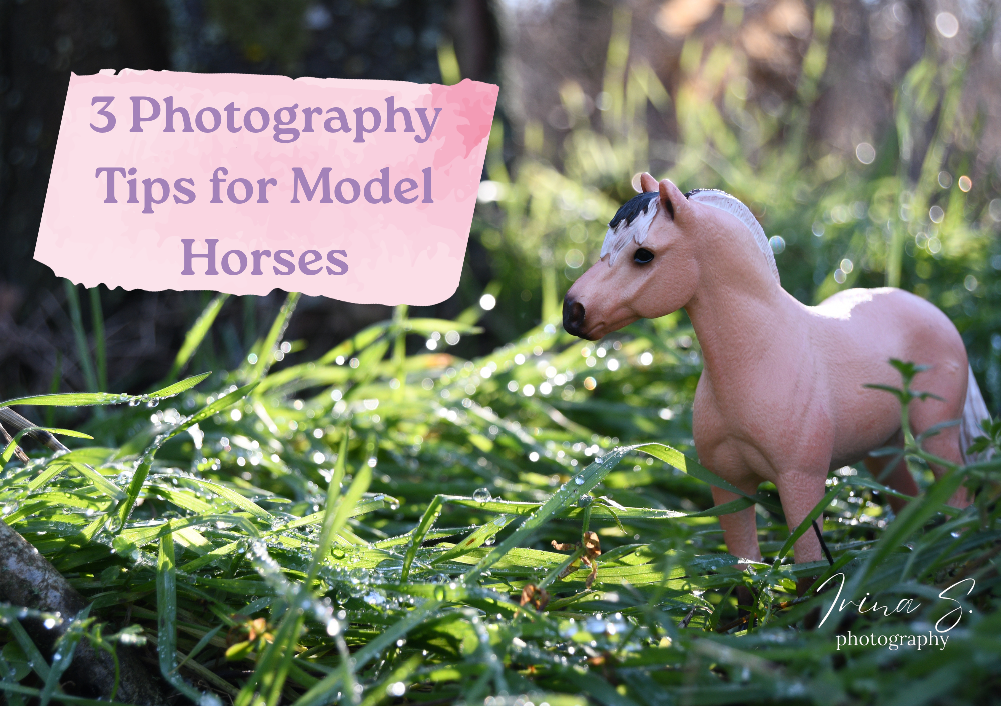 3 Model Horse Photography Tips! 
