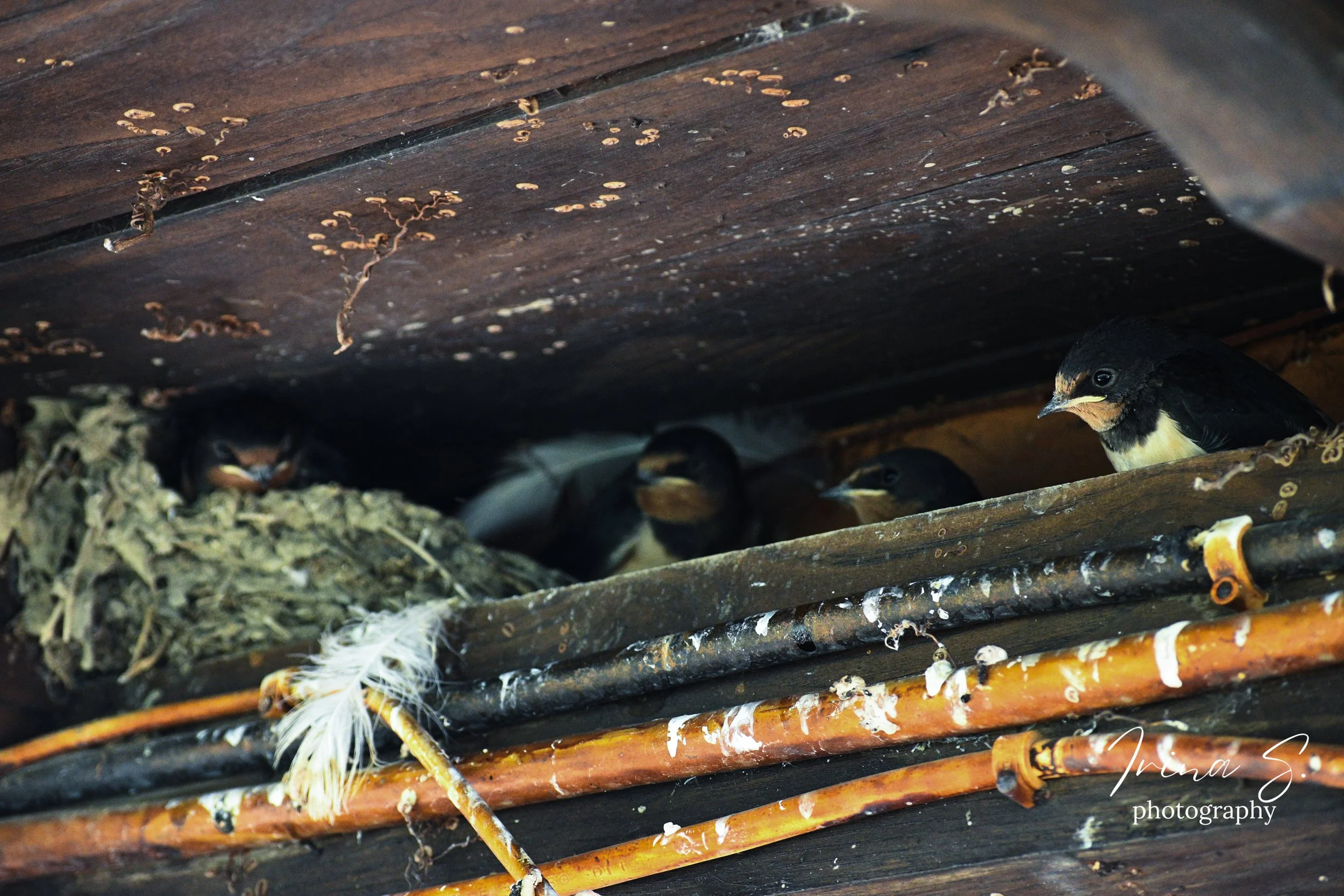 DSC_9703.jpg