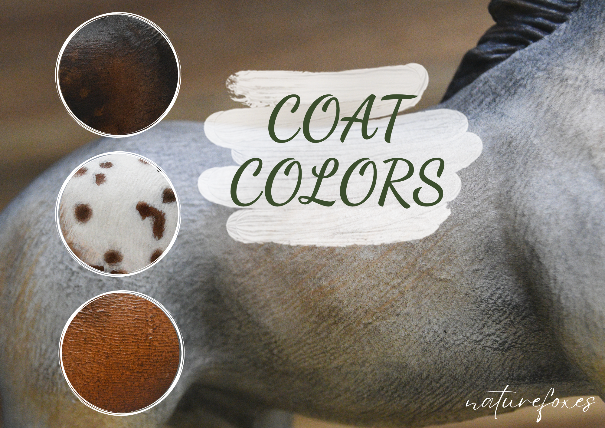 All About Coat Colors in Model Horses! 