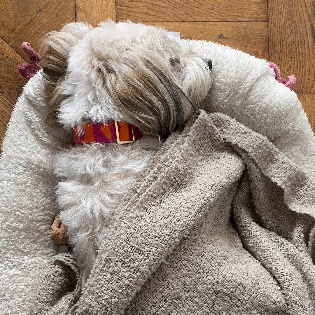 H.E.A.L.® Jacquard Collar for Dogs