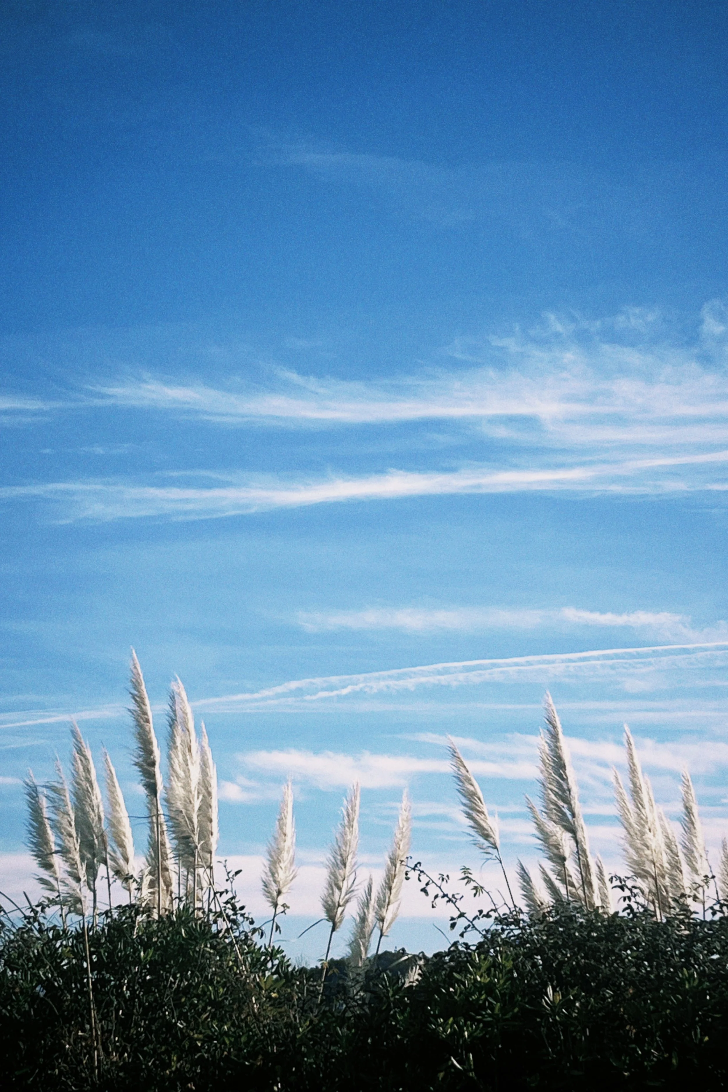 Tiges de fleurs de la pampa au premier plan avec un ciel bleu clair et des nuages en arrière-plan. flore locale pays basque
