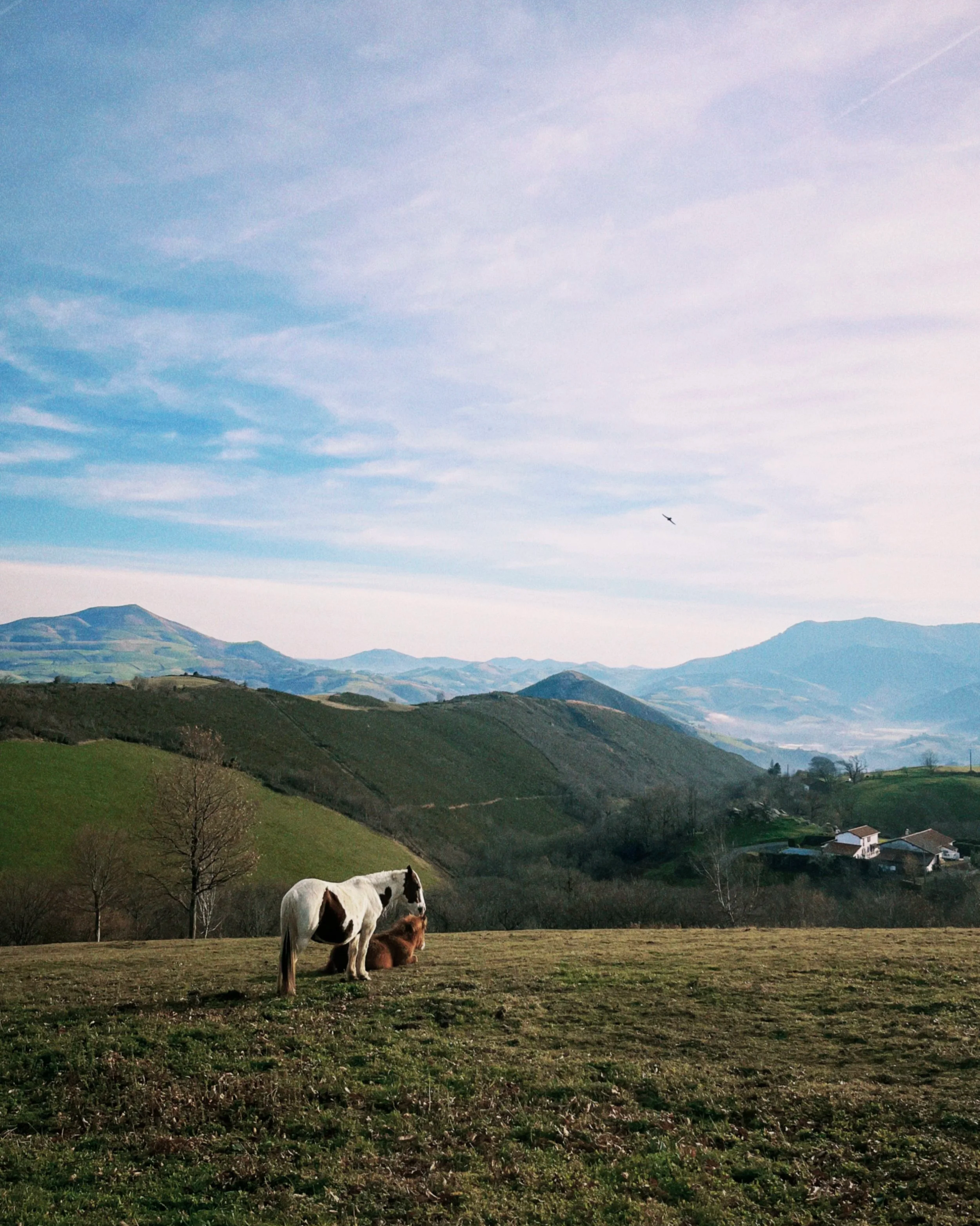 vue sur les montagnes au pays basque avec deux pottoks