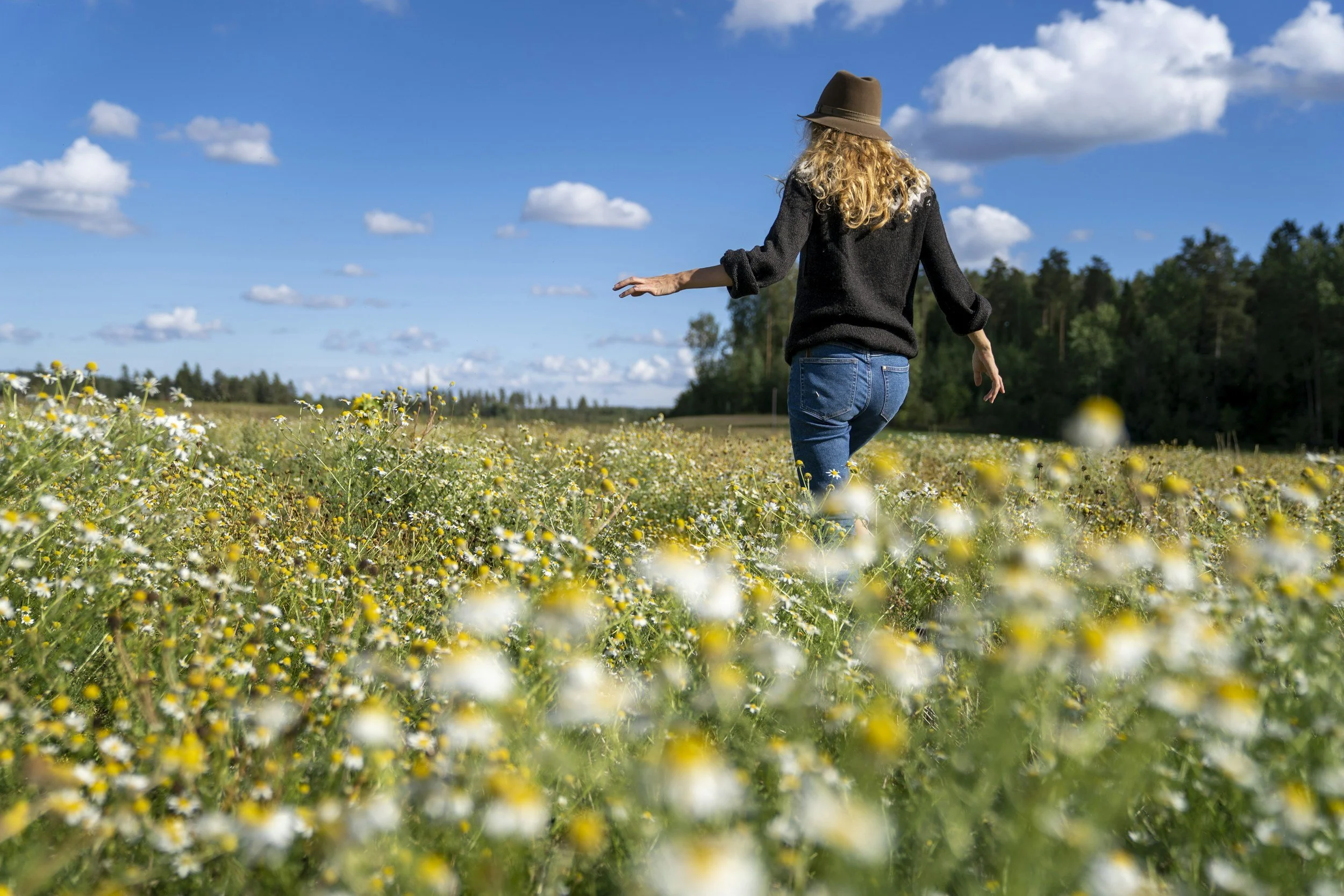 blonde caucasian woman wearing a hat, sweater and jeans walking in yellow and white wildflowers on a sunny day with small clouds against the blue sky