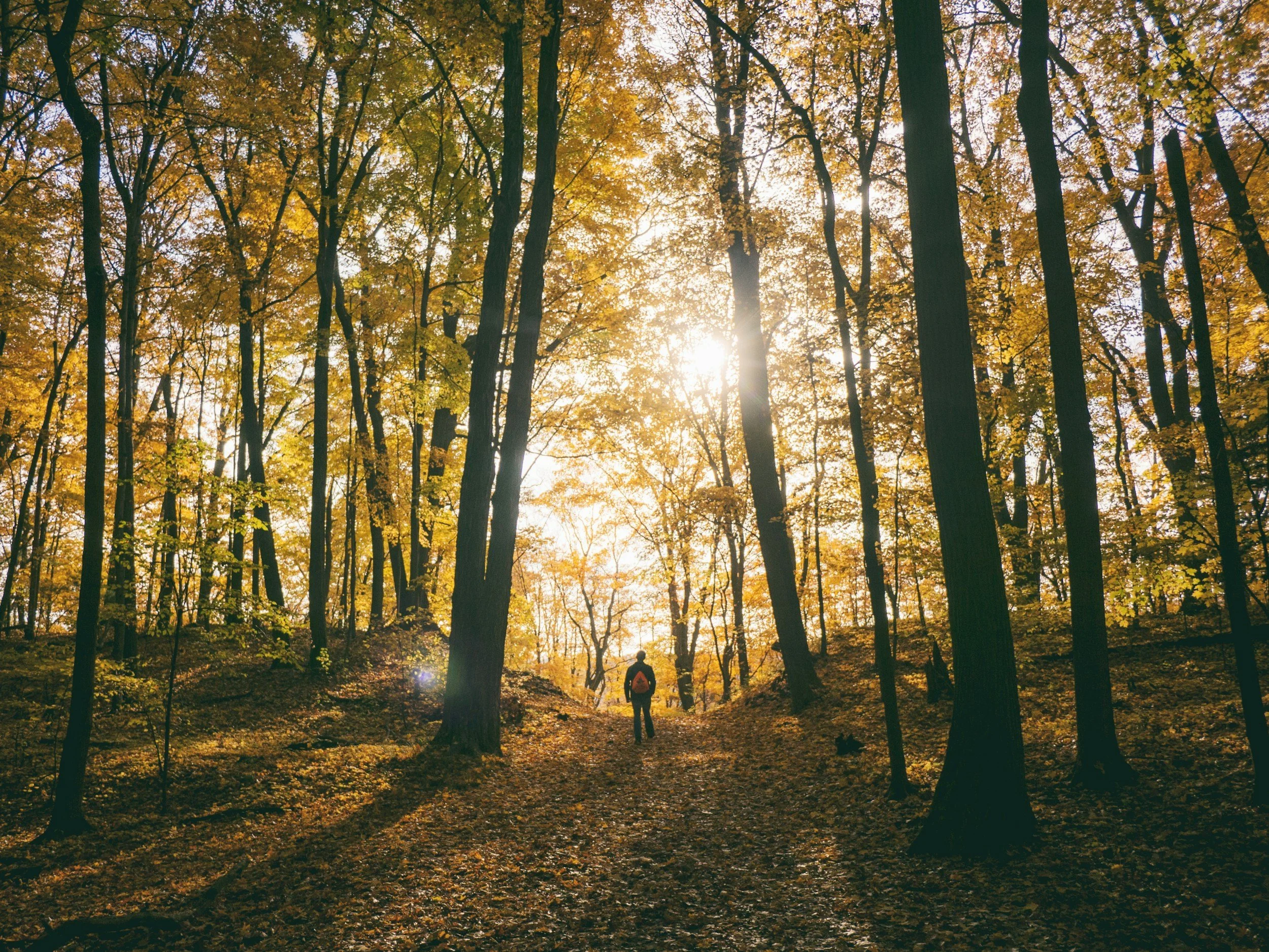 Person walking through a forest with tall trees with yellow autumn leaves, sunlight shining through the branches, and fallen leaves covering the ground.
