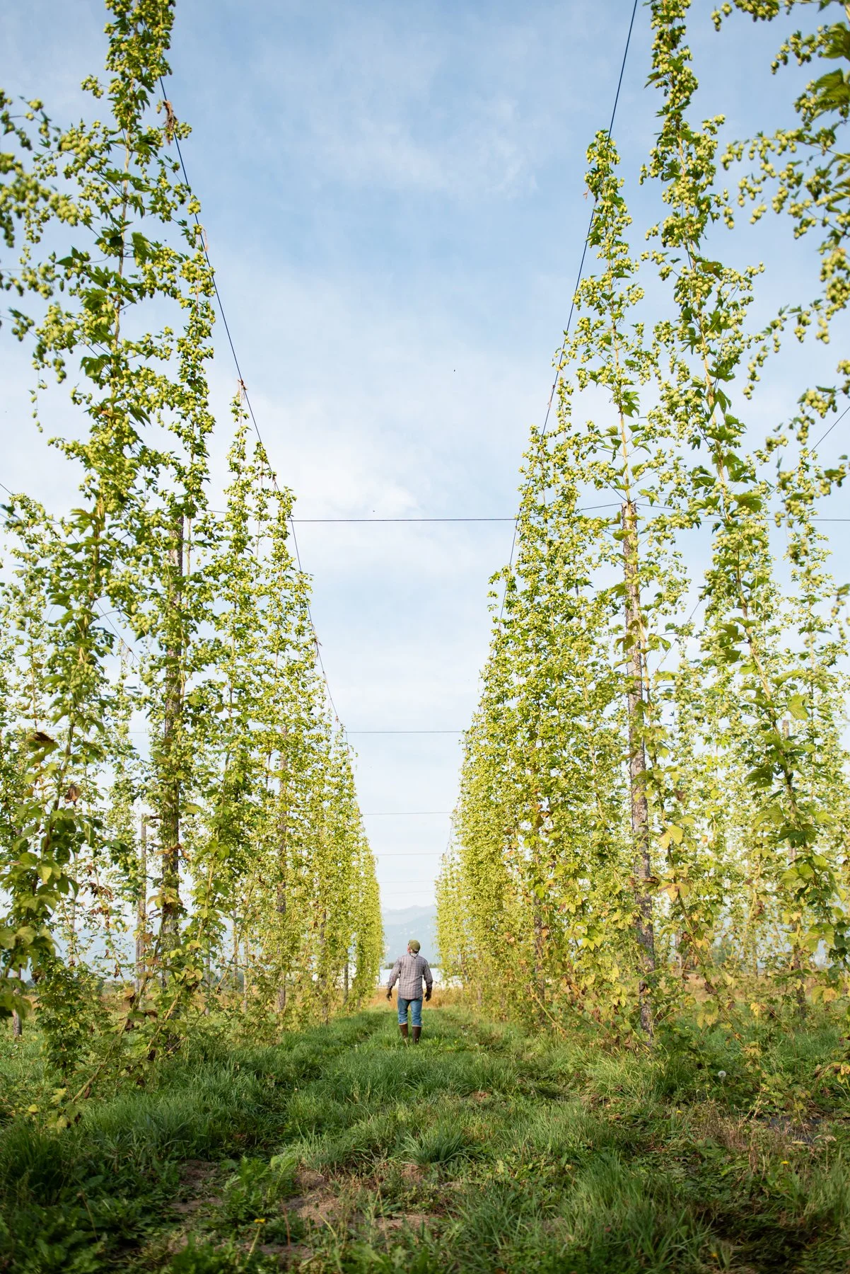 A person walking through a vineyard with tall, trellised grapevines on either side under a blue sky.