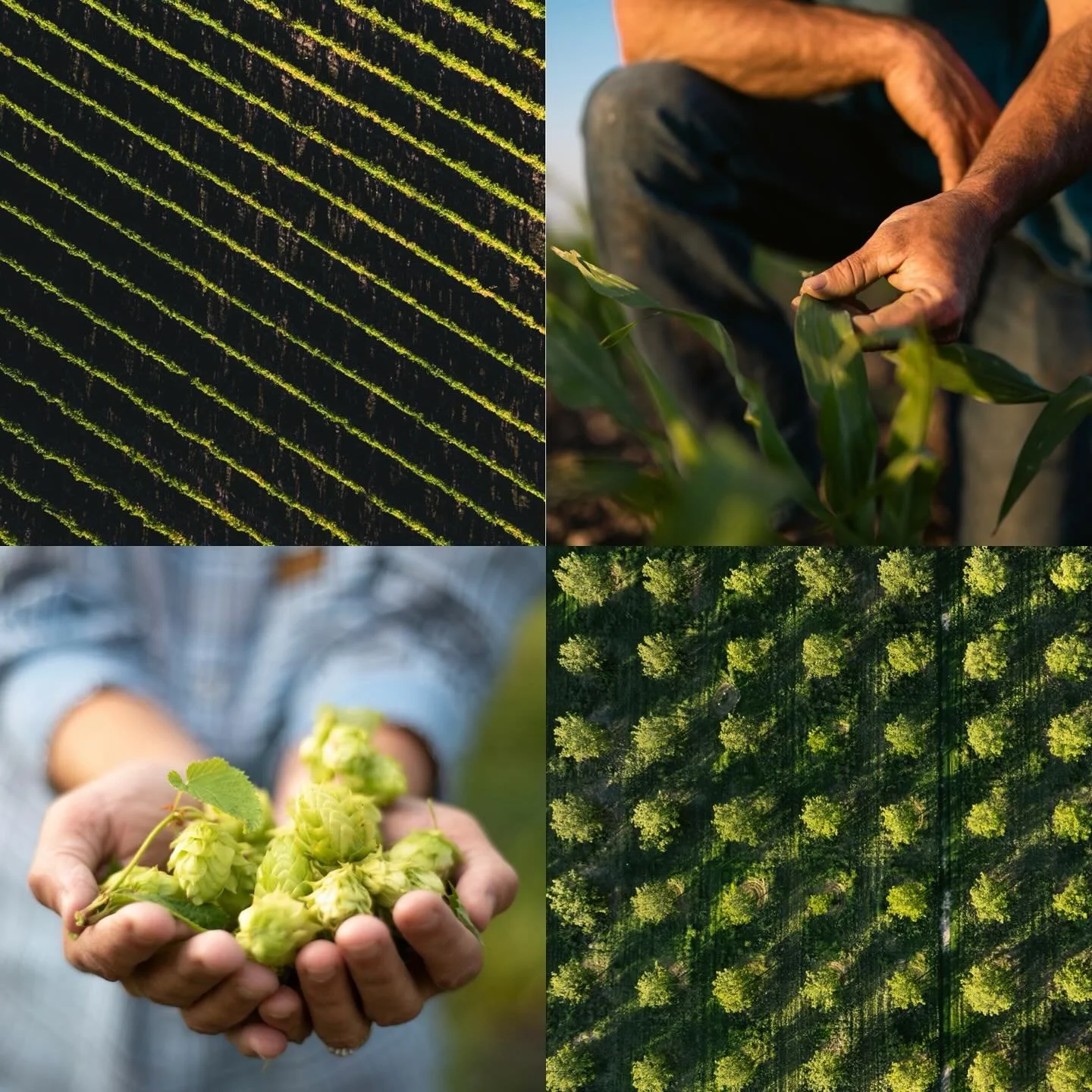 It&rsquo;s full steam ahead this time of year! Everything is in some stage of growing, building, or harvesting. I can&rsquo;t show anything I&rsquo;ve been working on recently but I&rsquo;m heading back into the fields shortly to collaborate with awe