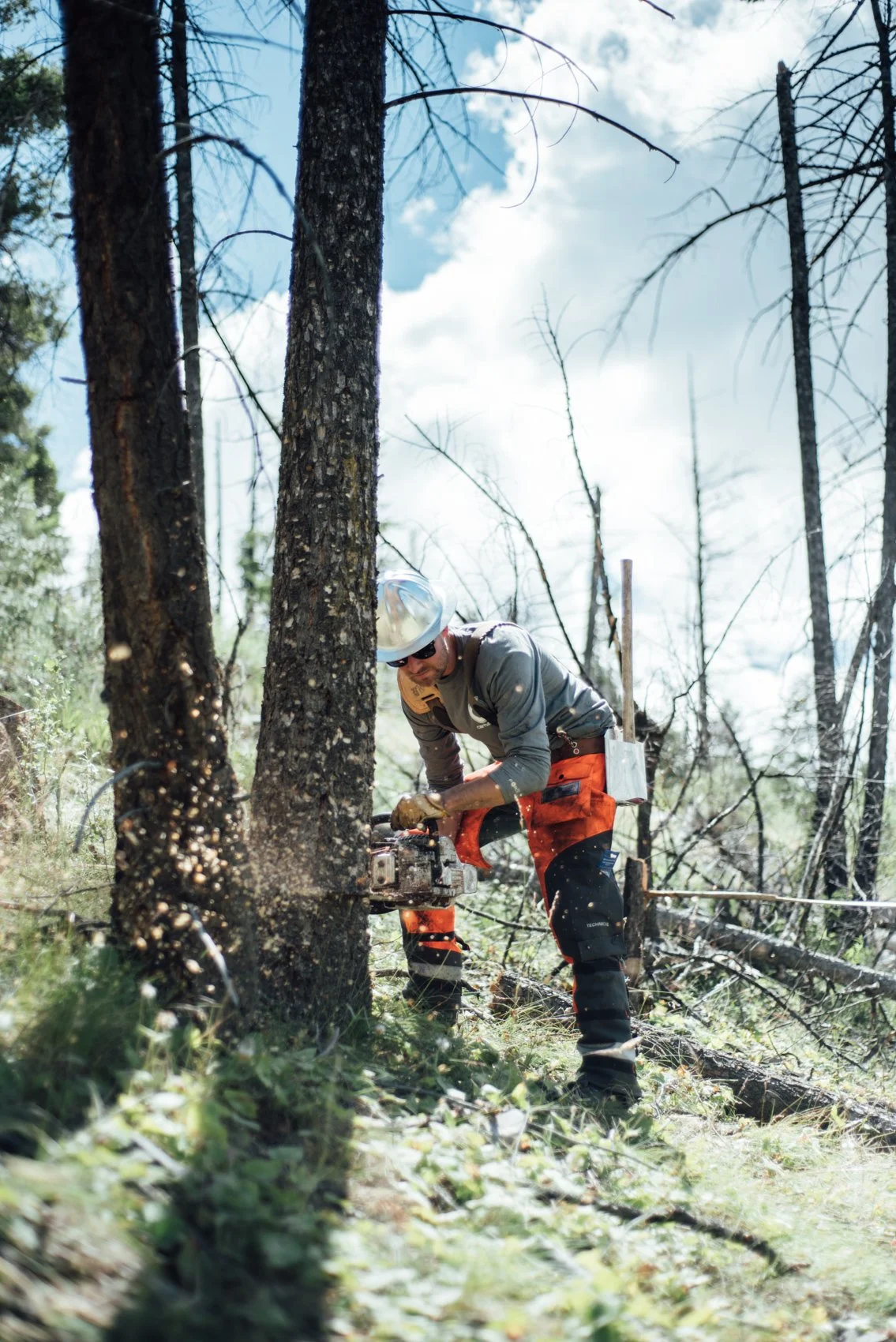 A person using a chainsaw to cut down a tree in a forest, wearing protective gear including a helmet and gloves, with fallen trees and branches around.