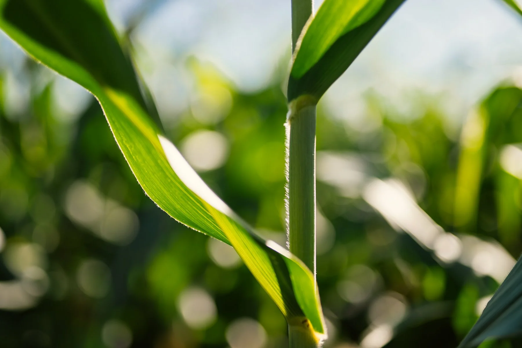 Close-up of a green corn plant with sunlight in the background.