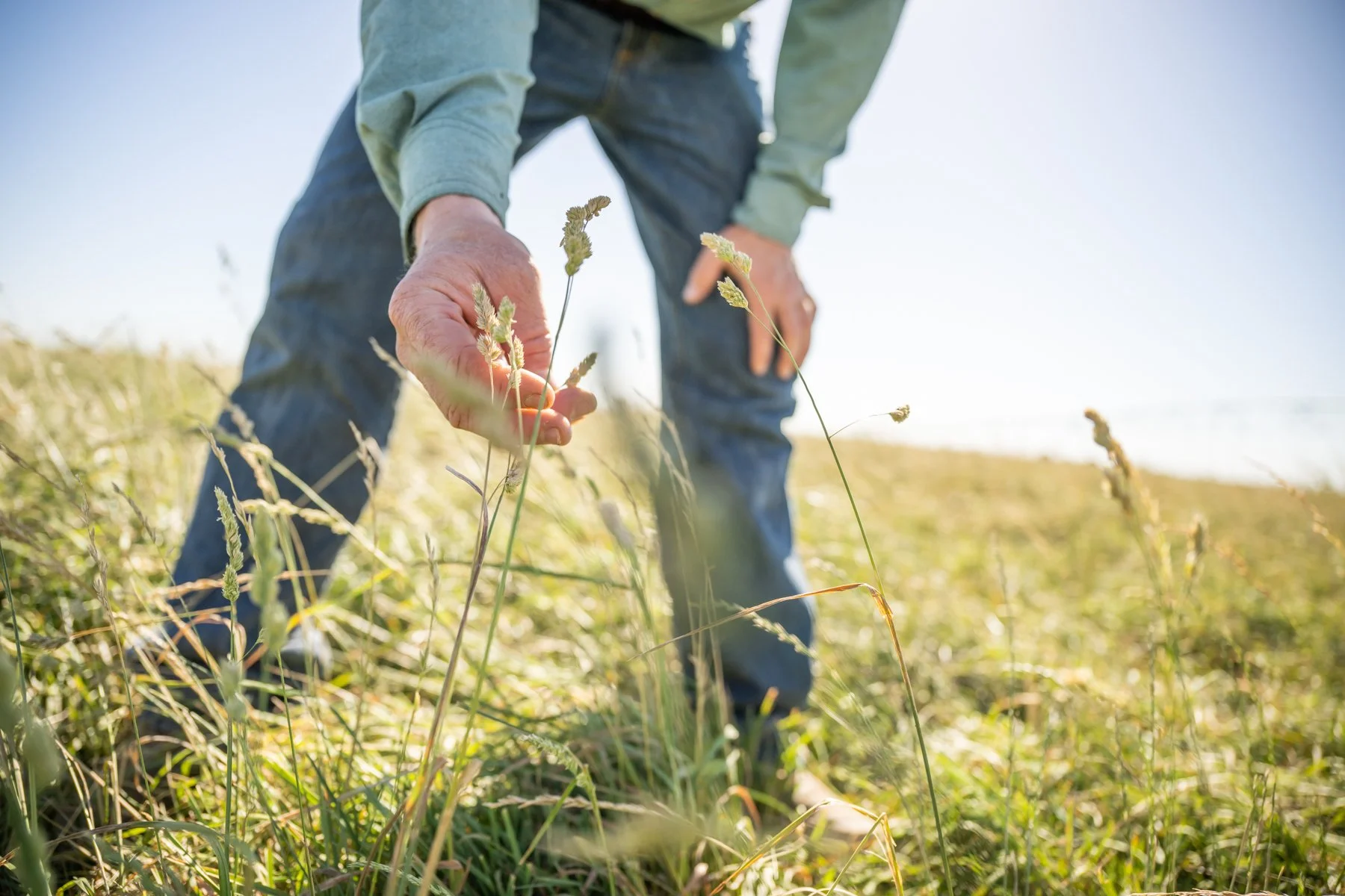 A person in a light-colored long sleeve shirt and jeans is bending down in a grassy field, reaching out to touch a grass plant with their hand.