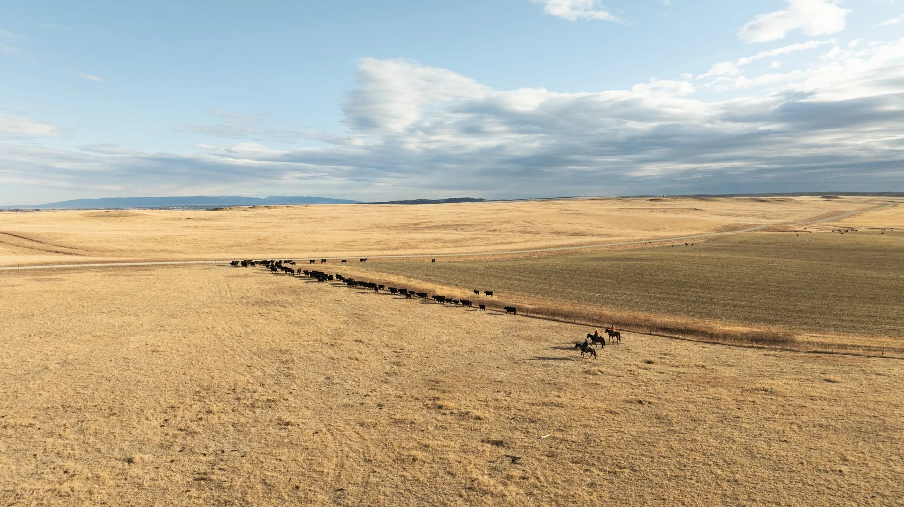 Open plain landscape with brown grass and rolling hills under a partly cloudy sky, with a horse-drawn carriage in the foreground and a herd of cattle in the distance.