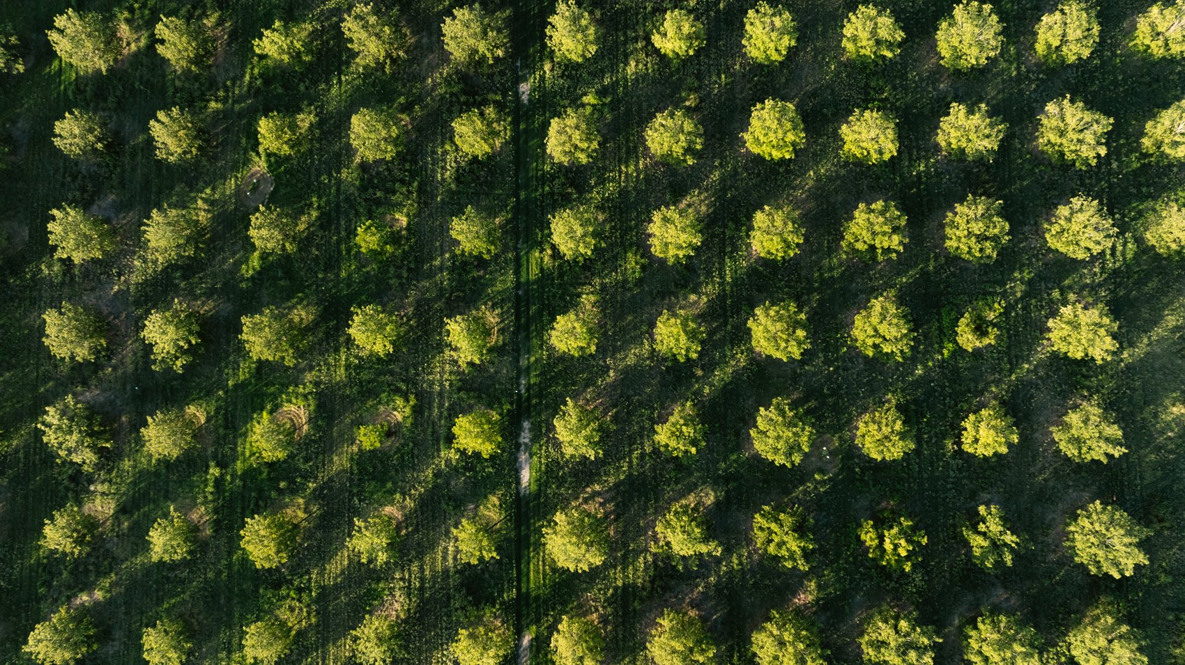 Aerial view of a green orchard with evenly spaced trees and long shadows cast by the sunlight.