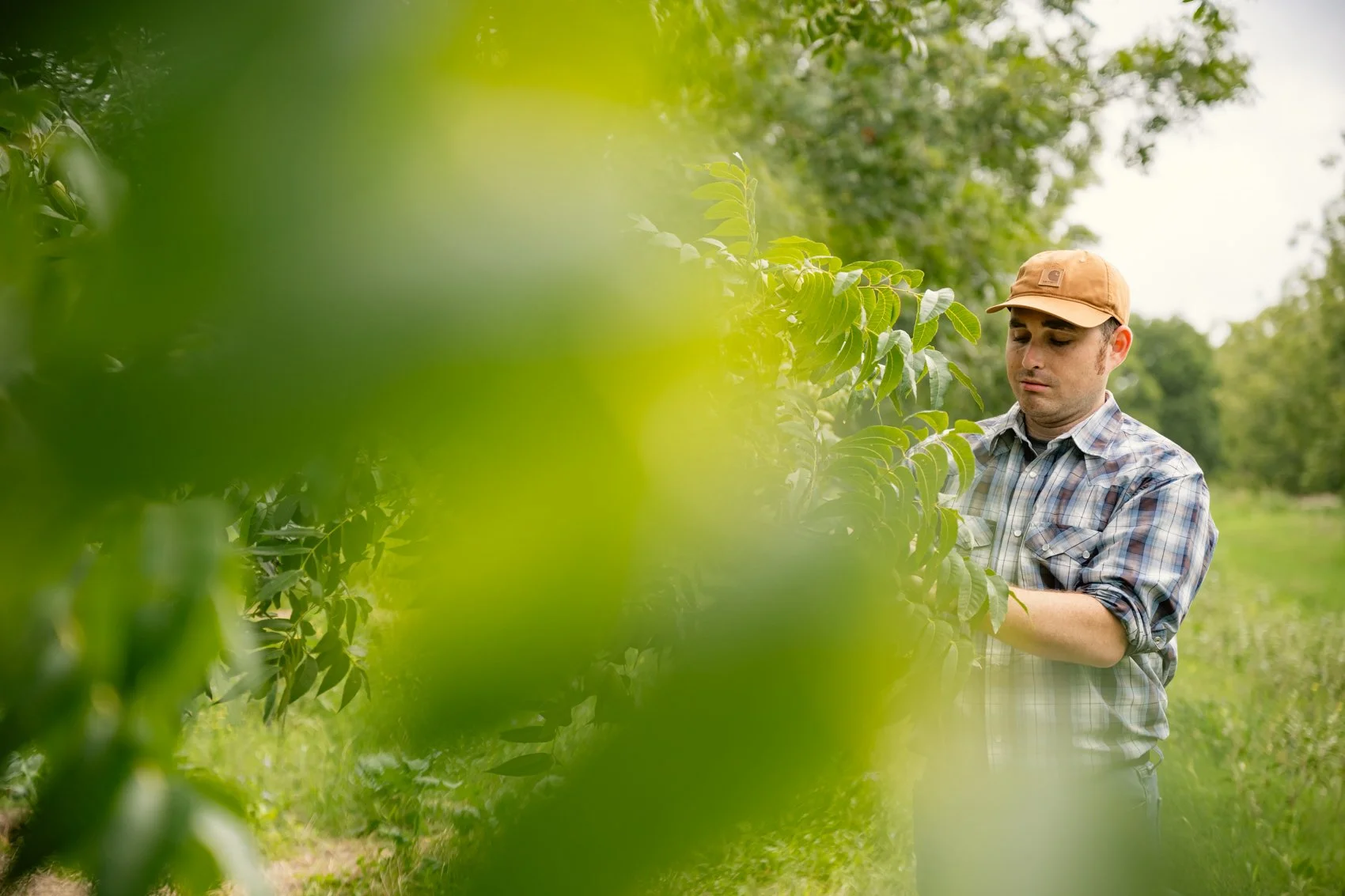 A man inspecting a green leafy plant in an outdoor garden or farm setting, wearing a plaid shirt and a tan hat.