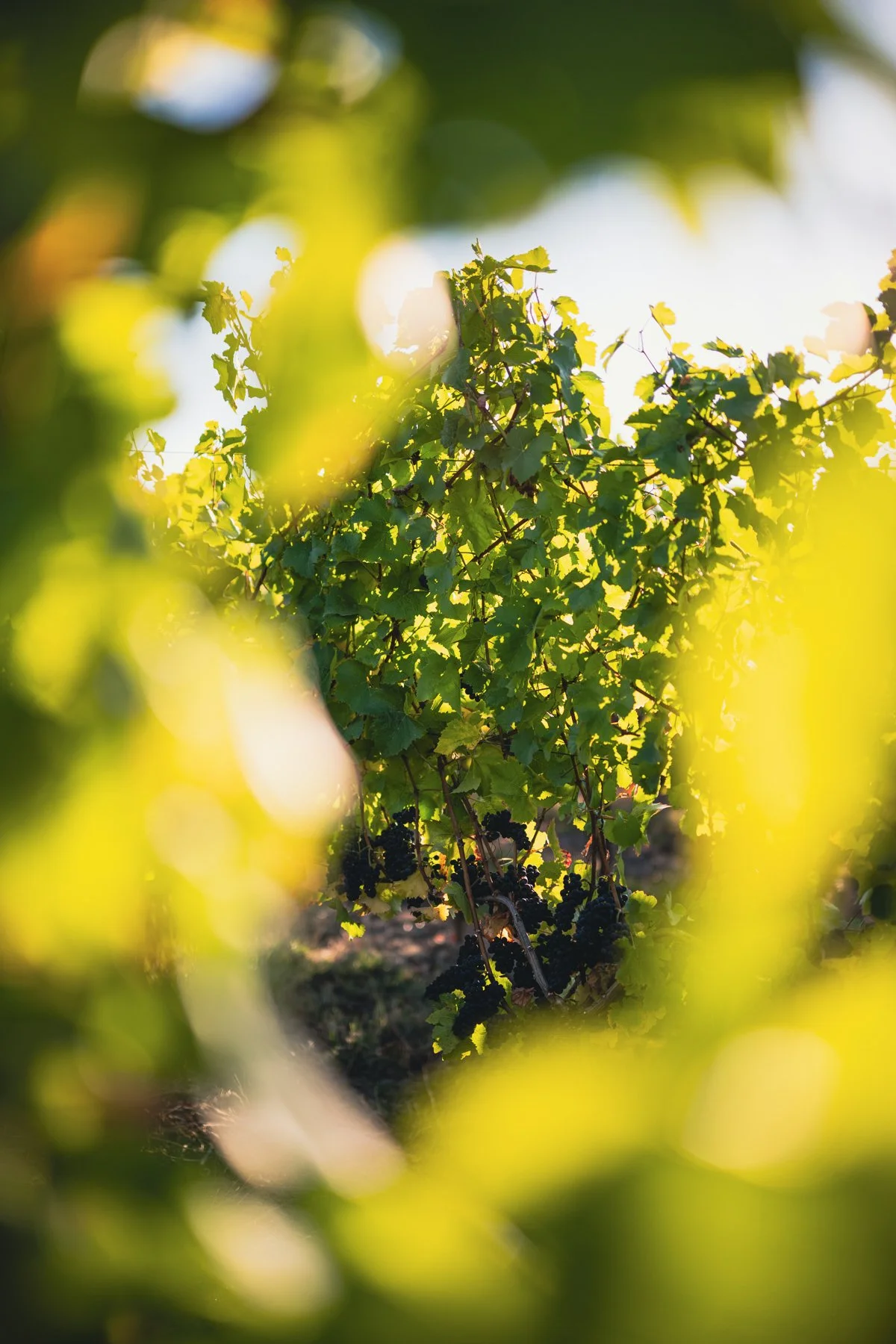 Vineyard with green grape leaves and bunches of dark grapes, lit by sunlight, blurred foreground, and bright sky in background.