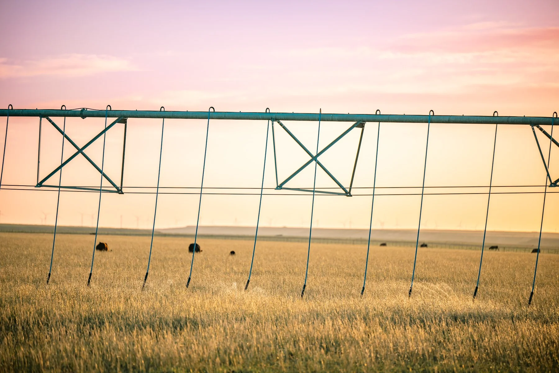 A large agricultural field at sunset with a center pivot irrigation system and wind turbines in the distance.