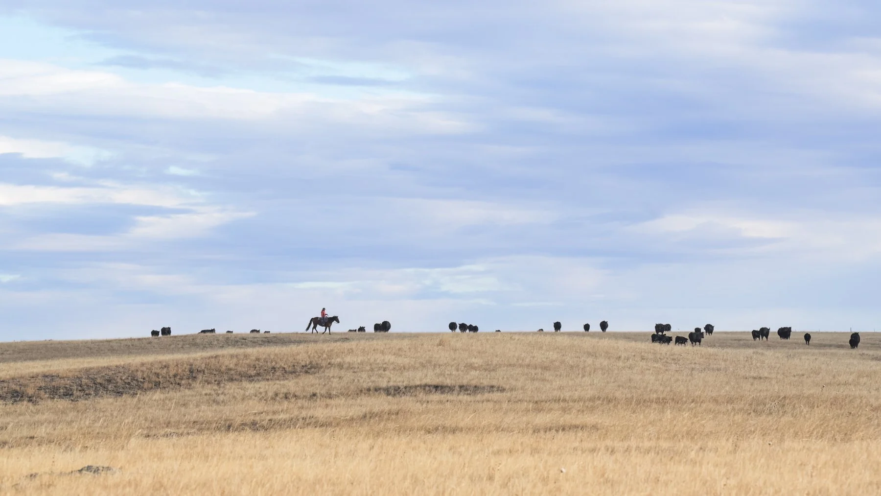A landscape with dry grass, a person riding a horse in the distance, and numerous cattle scattered across the horizon under a partly cloudy sky.