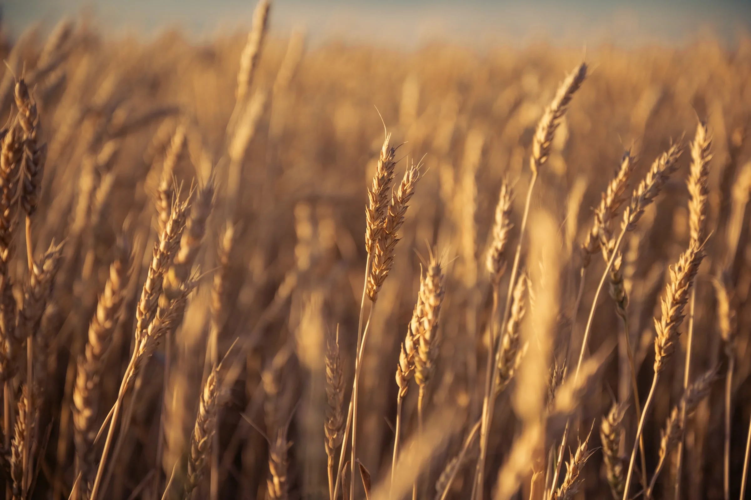 Close-up view of a golden wheat field during sunset.