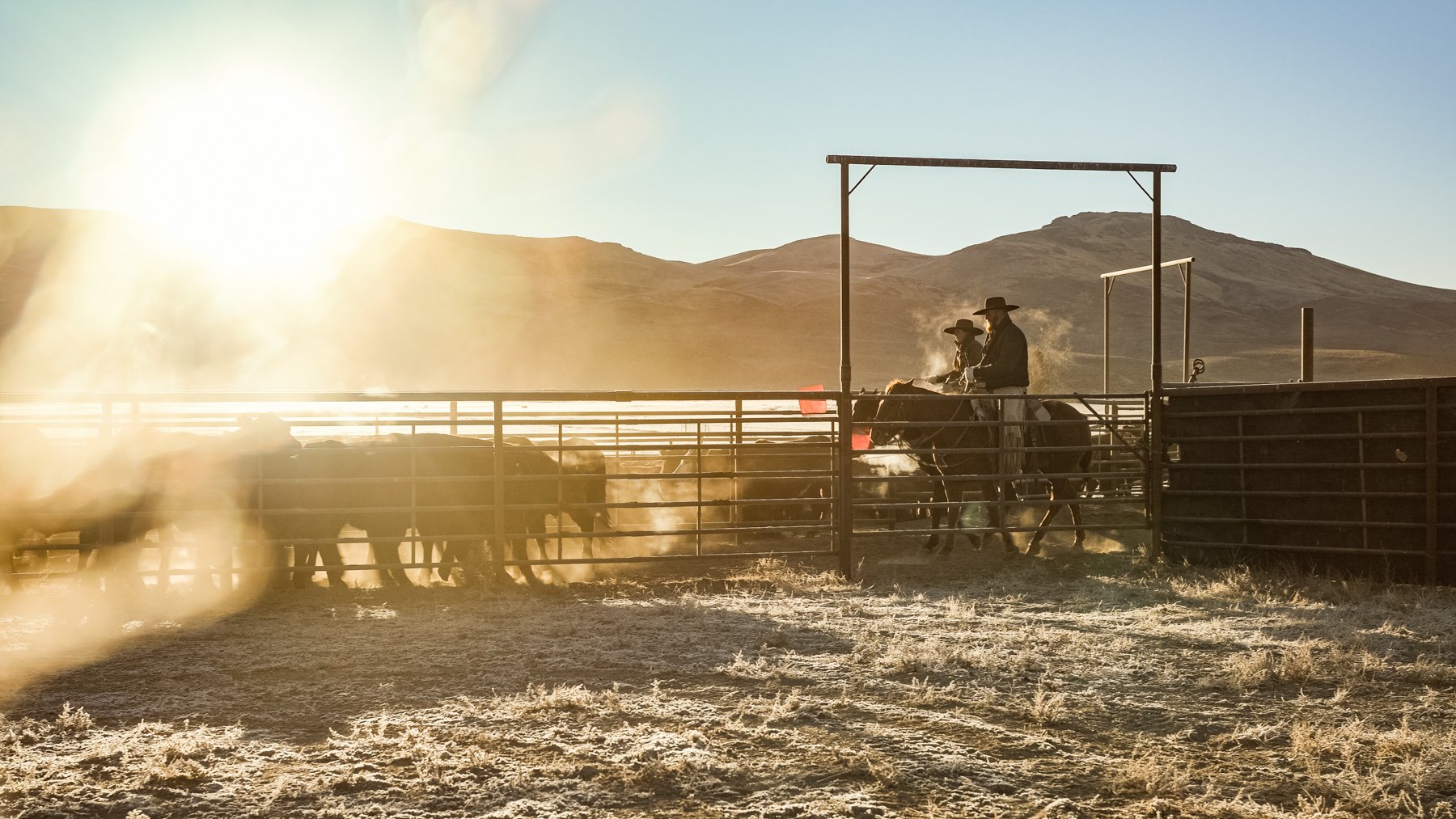 Cowboys on horseback within a fenced cattle pen at sunset, overlooking a dry landscape with hills in the background.