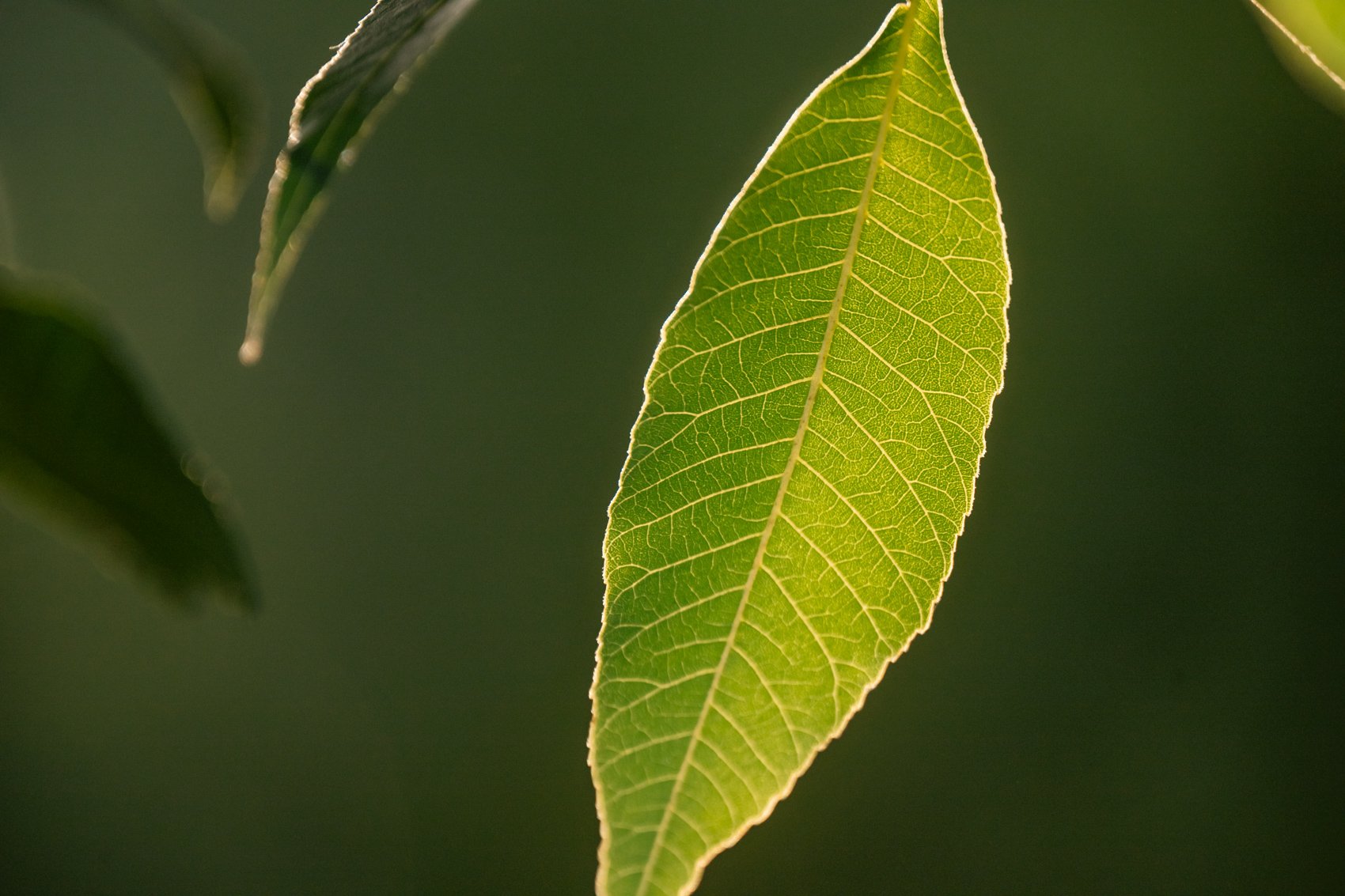Close-up of a vibrant green leaf illuminated by sunlight, showing its detailed veins and texture.