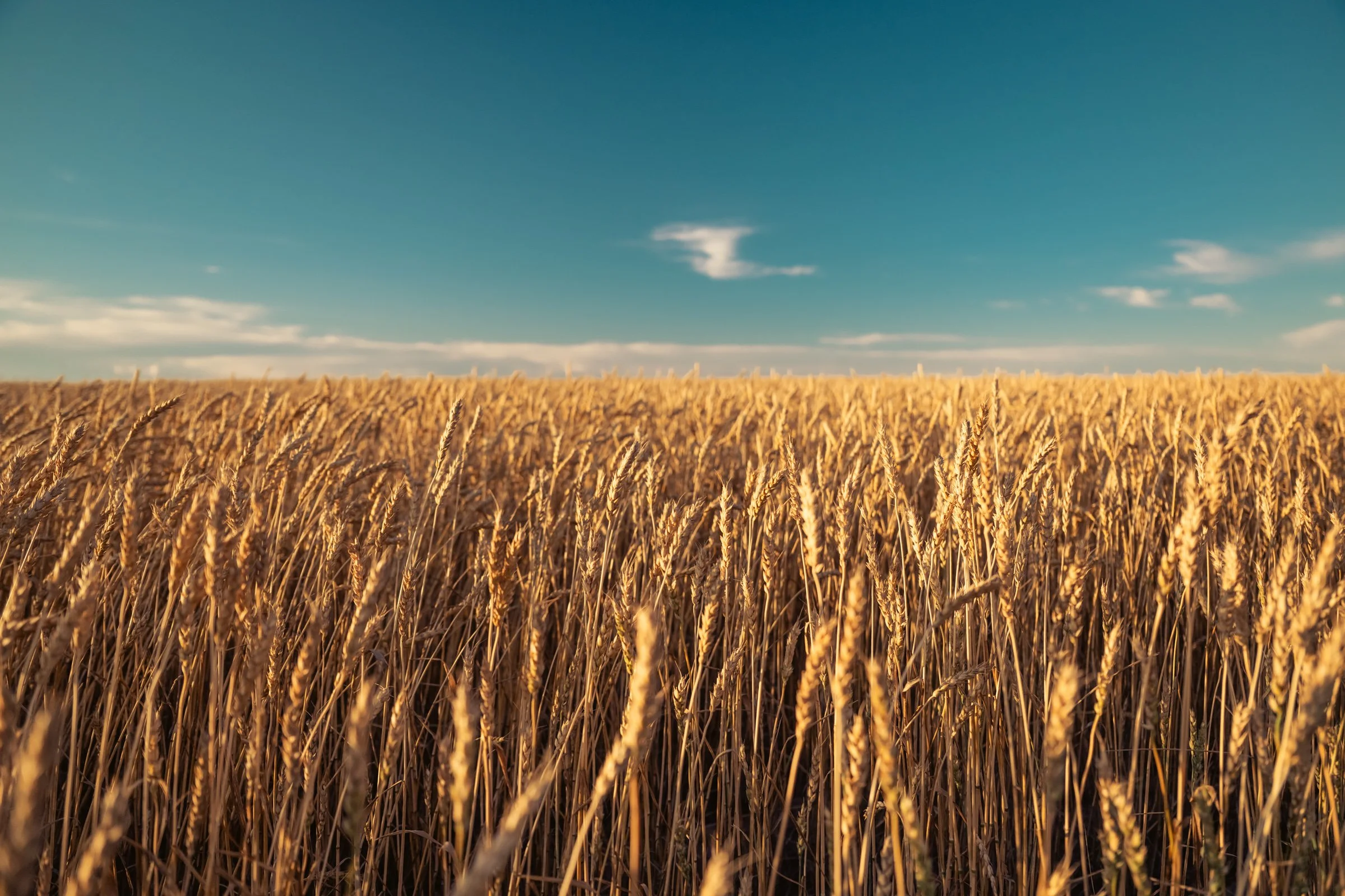 Golden wheat field under a blue sky with scattered clouds.