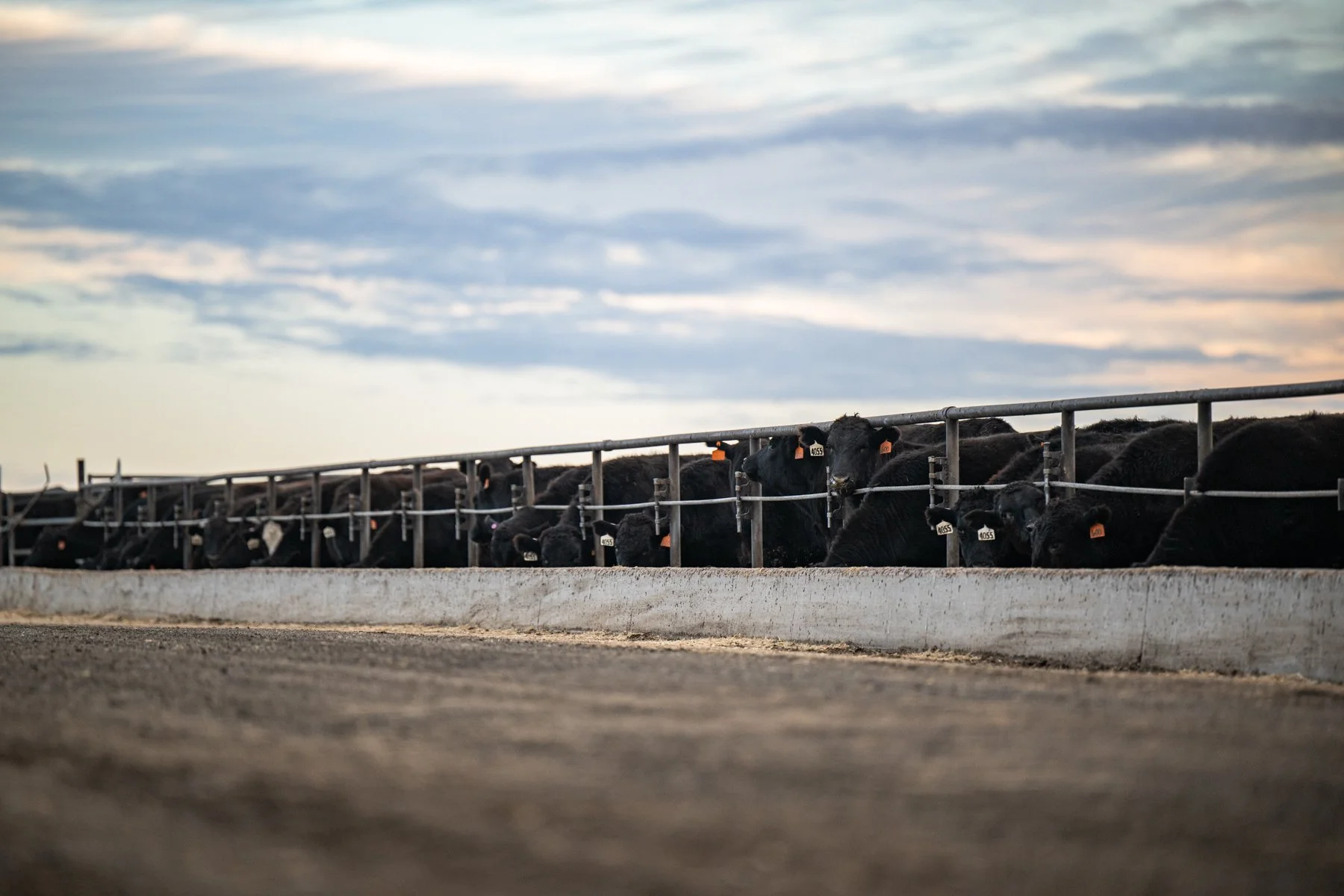 Cattle behind a metal fence at a farm during sunset.
