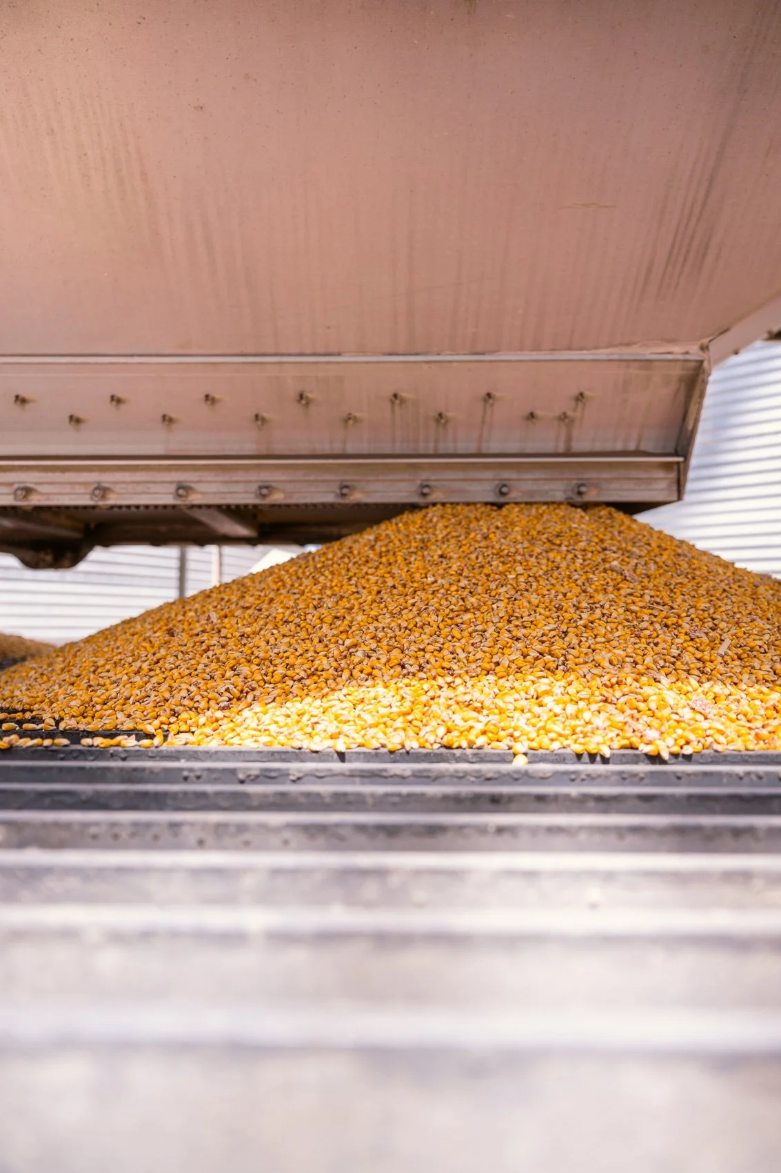 Close-up of a pile of yellow corn kernels underneath a metal cover.