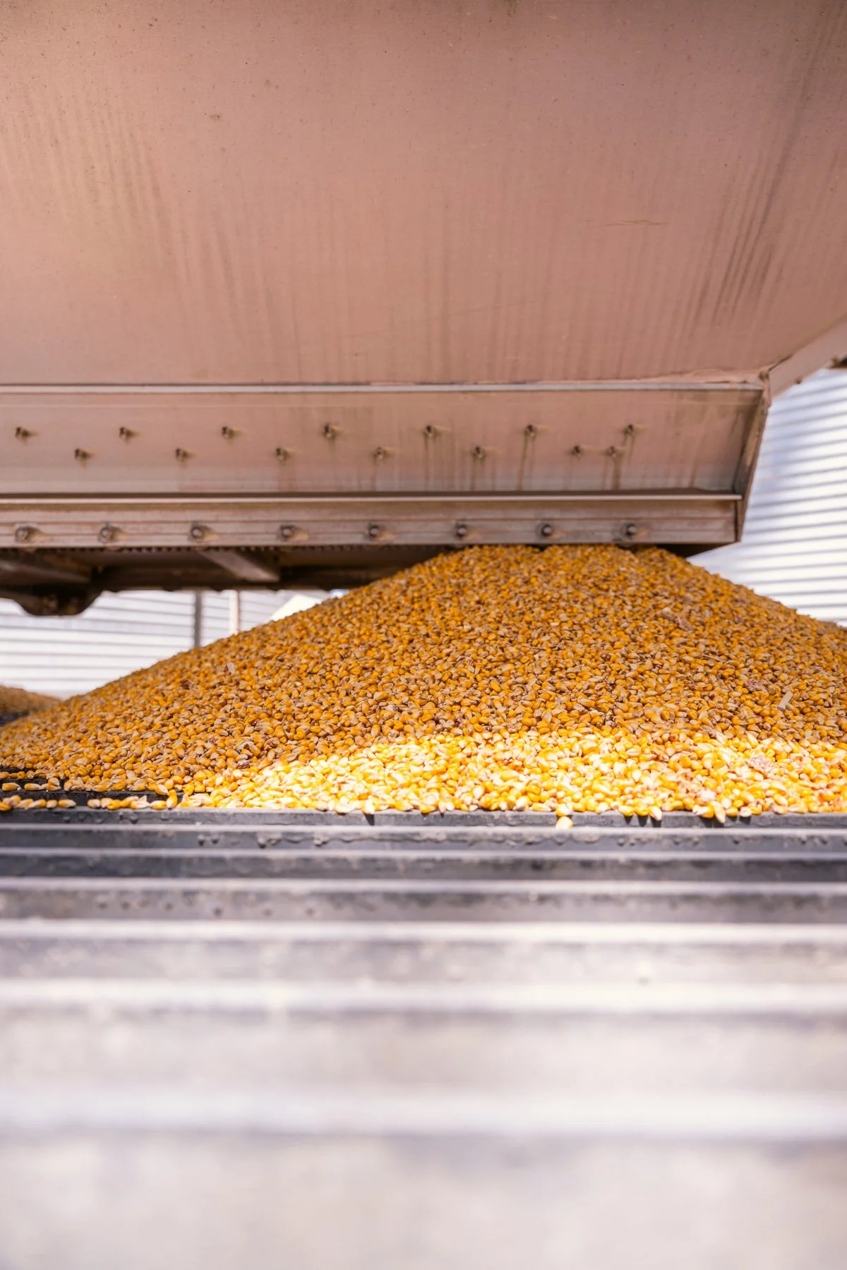 Corn being processed or dried, with a conveyor belt moving the kernels underneath a large metal hood.