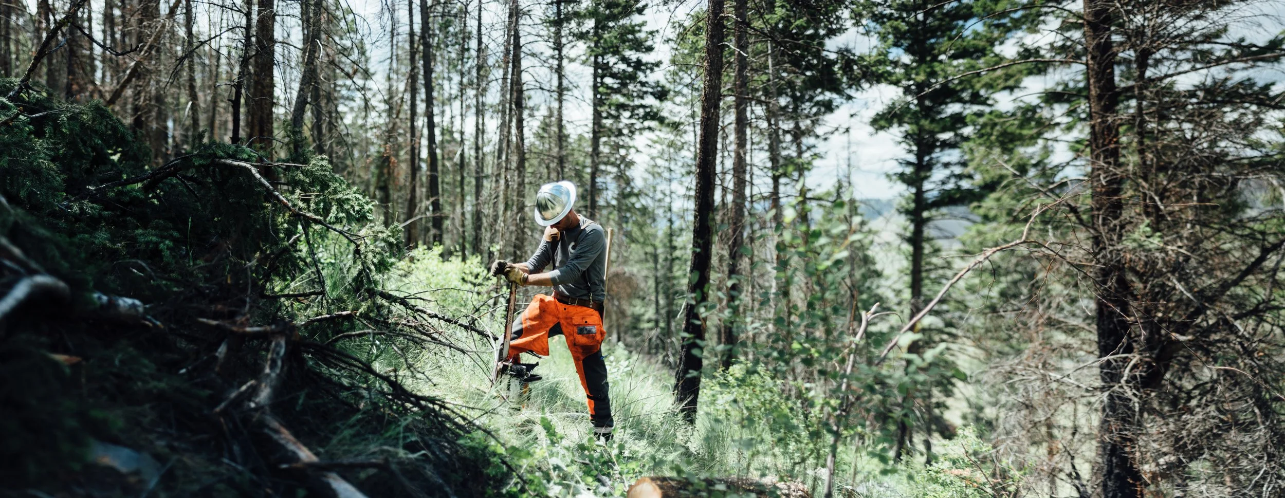 A person wearing an orange and black outfit, a helmet, and gloves is working with a chainsaw in a forest with tall trees and green foliage.
